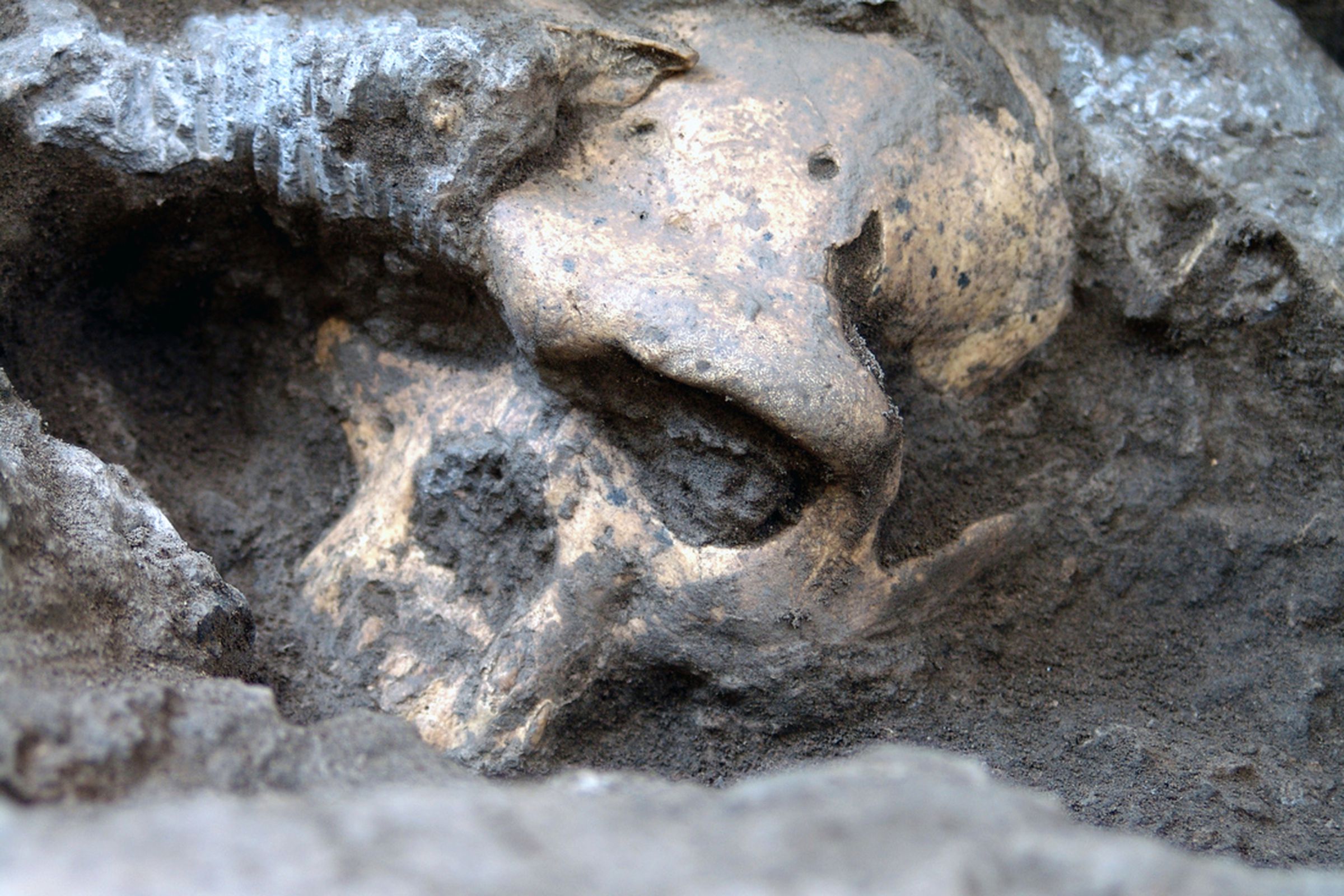 early homo skull (Georgian National Museum)