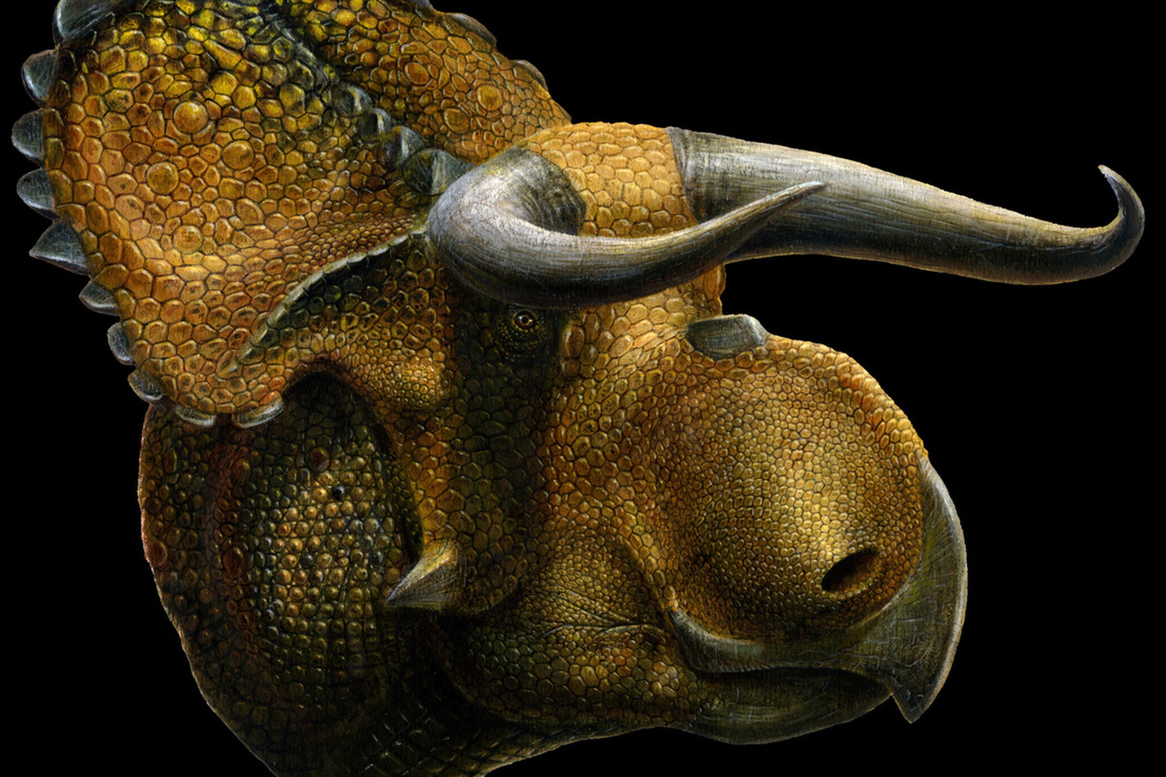 Nasutoceratops Titusi from natural history museum of utah