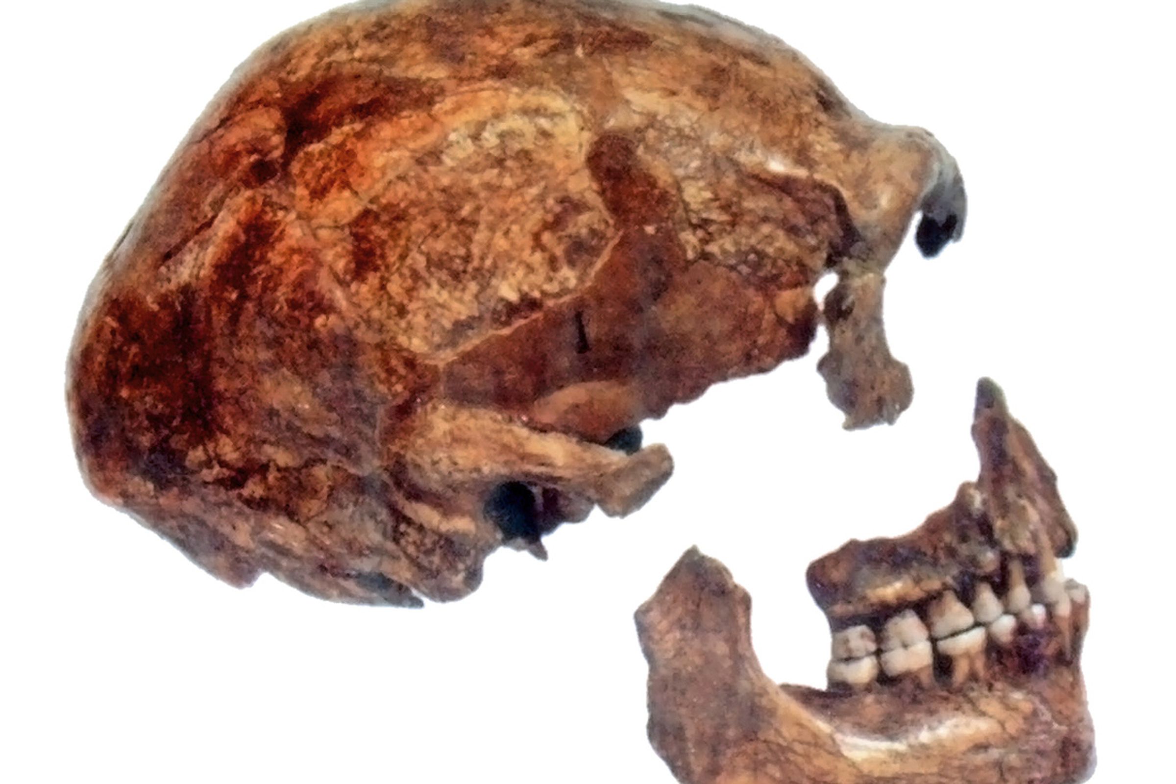 neanderthal skull (wikimedia commons)