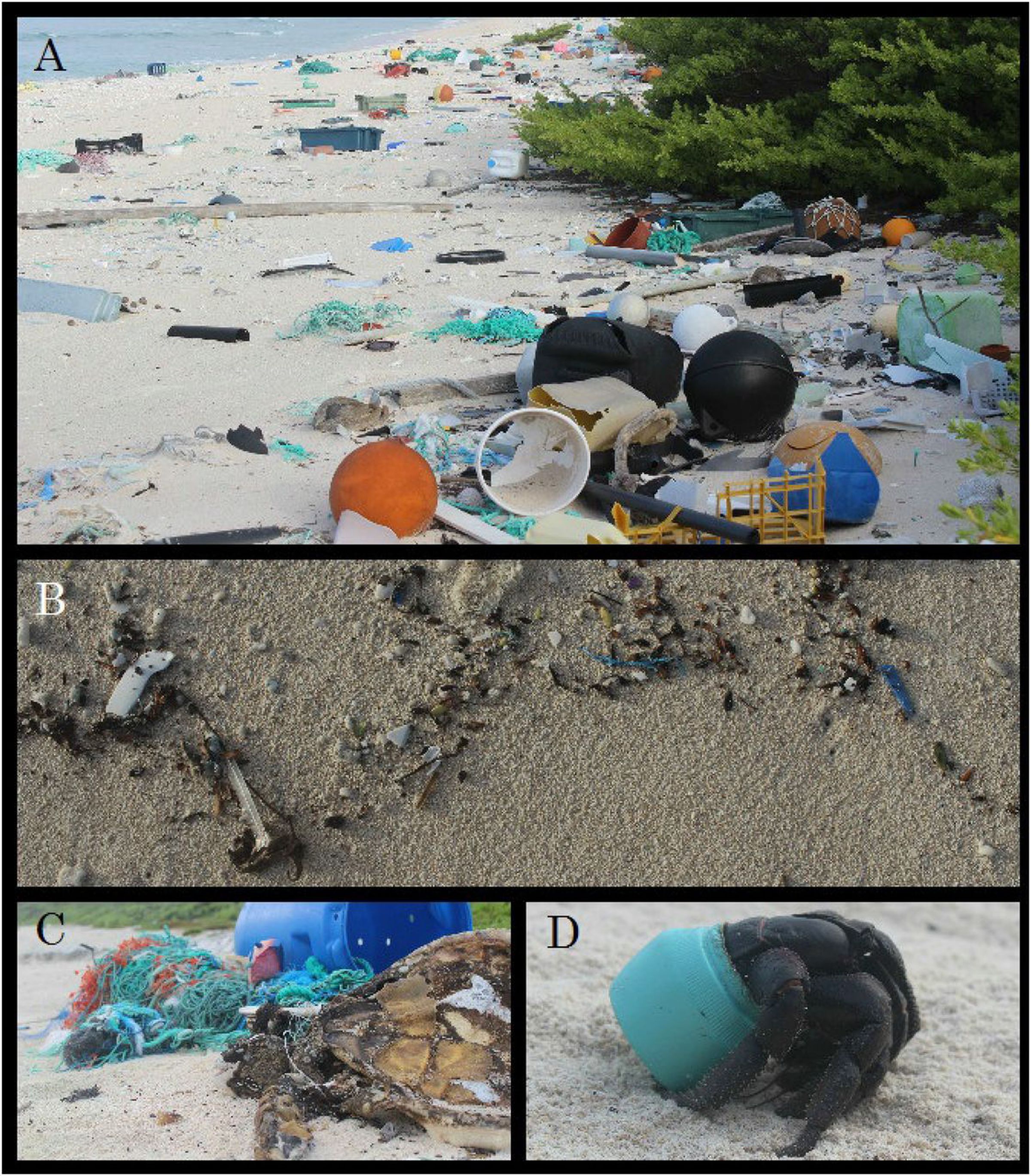 Examples of plastic trash on the island, including a purple hermit crab making its home in a plastic container