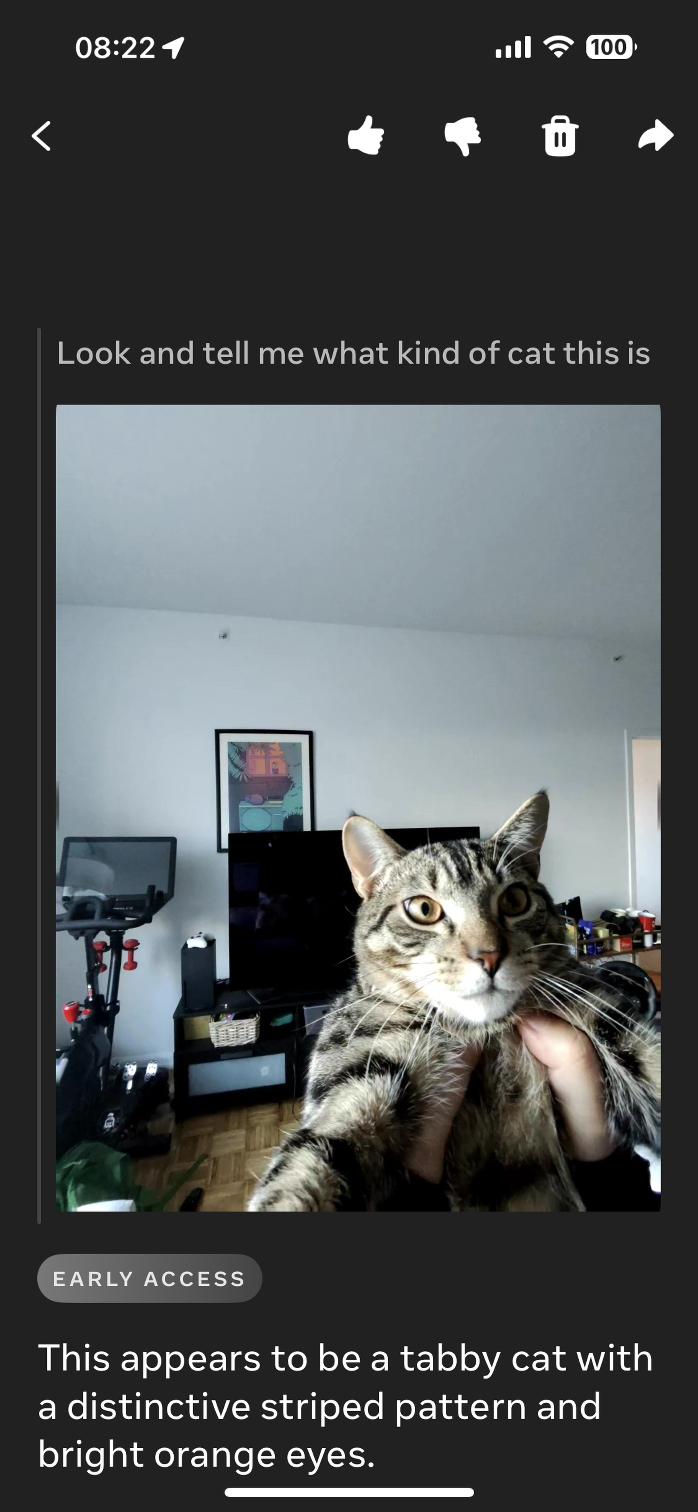 Screenshot of Meta AI identifying a cat from a picture