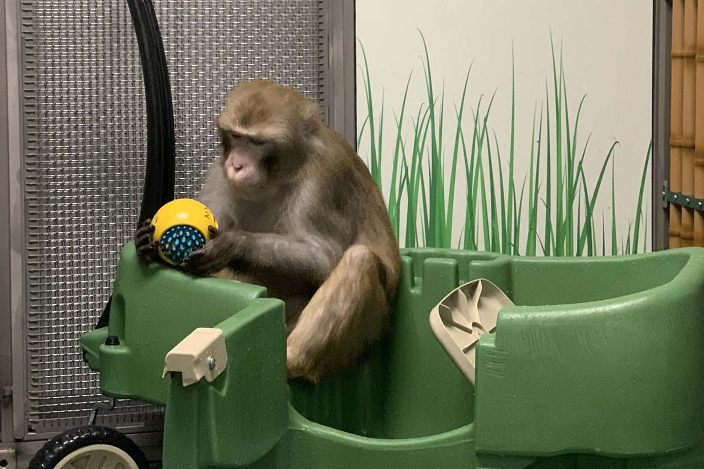 Monkey holding ball while sitting in wagon.