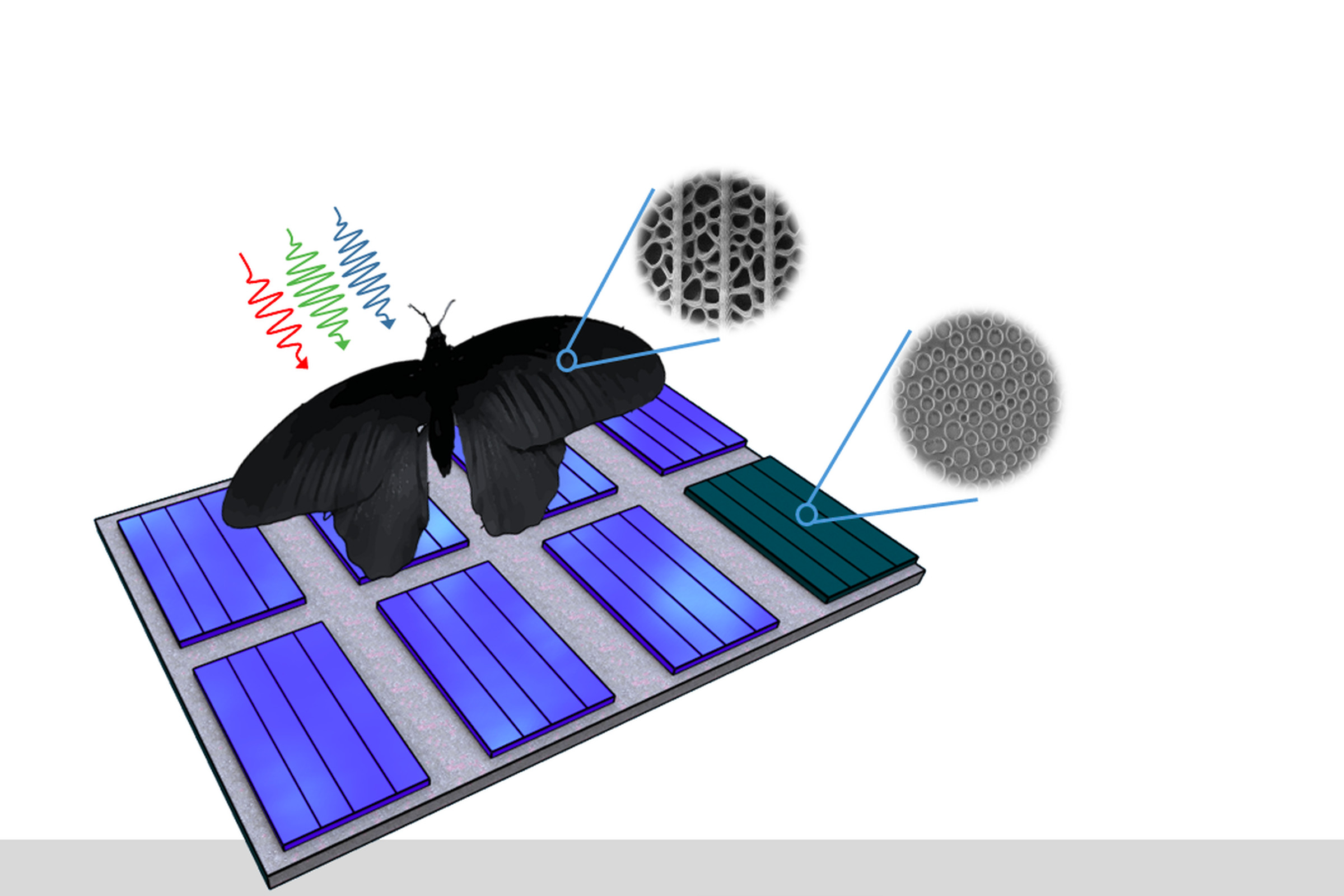 Scientists from KIT and Caltech utilize the disordered nanoholes of the black butterfly to improve solar cell performance.