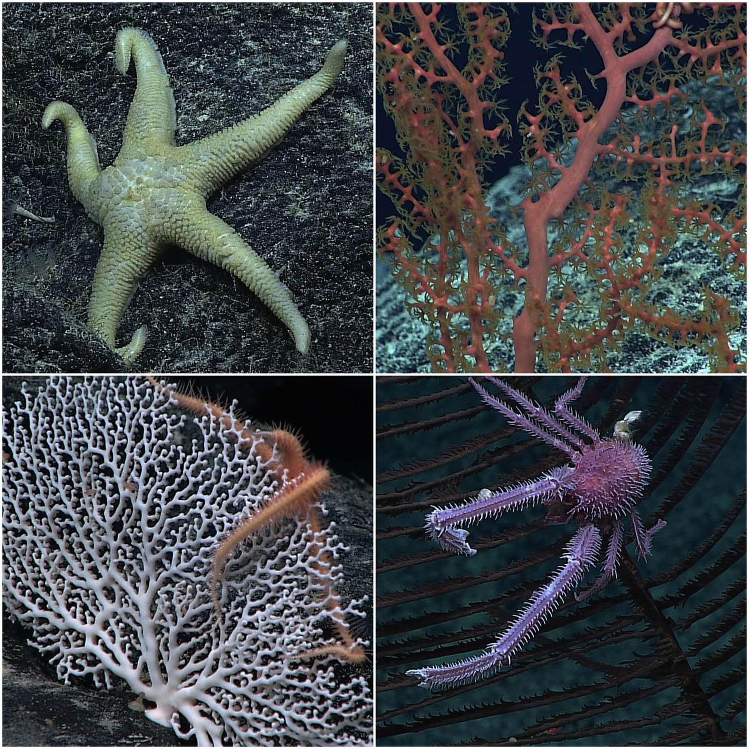 New species discovered by the Deep Discoverer ROV during a 2015 dive. From top left: Seastar, red coral, white coral, and a squat lobster.