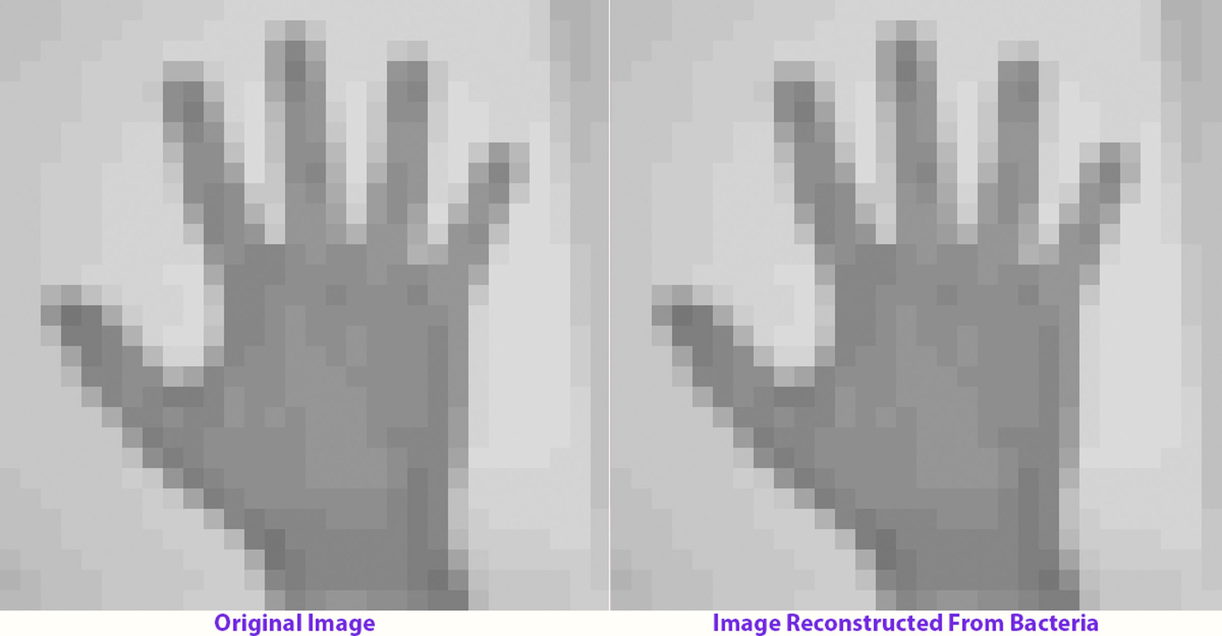 To the left is an image of a human hand, which was encoded into nucleotides and captured by the CRISPR-Cas adaptation system in living bacteria. To the right is the image after multiple generations of bacterial growth, recovered by sequencing bacterial genomes.