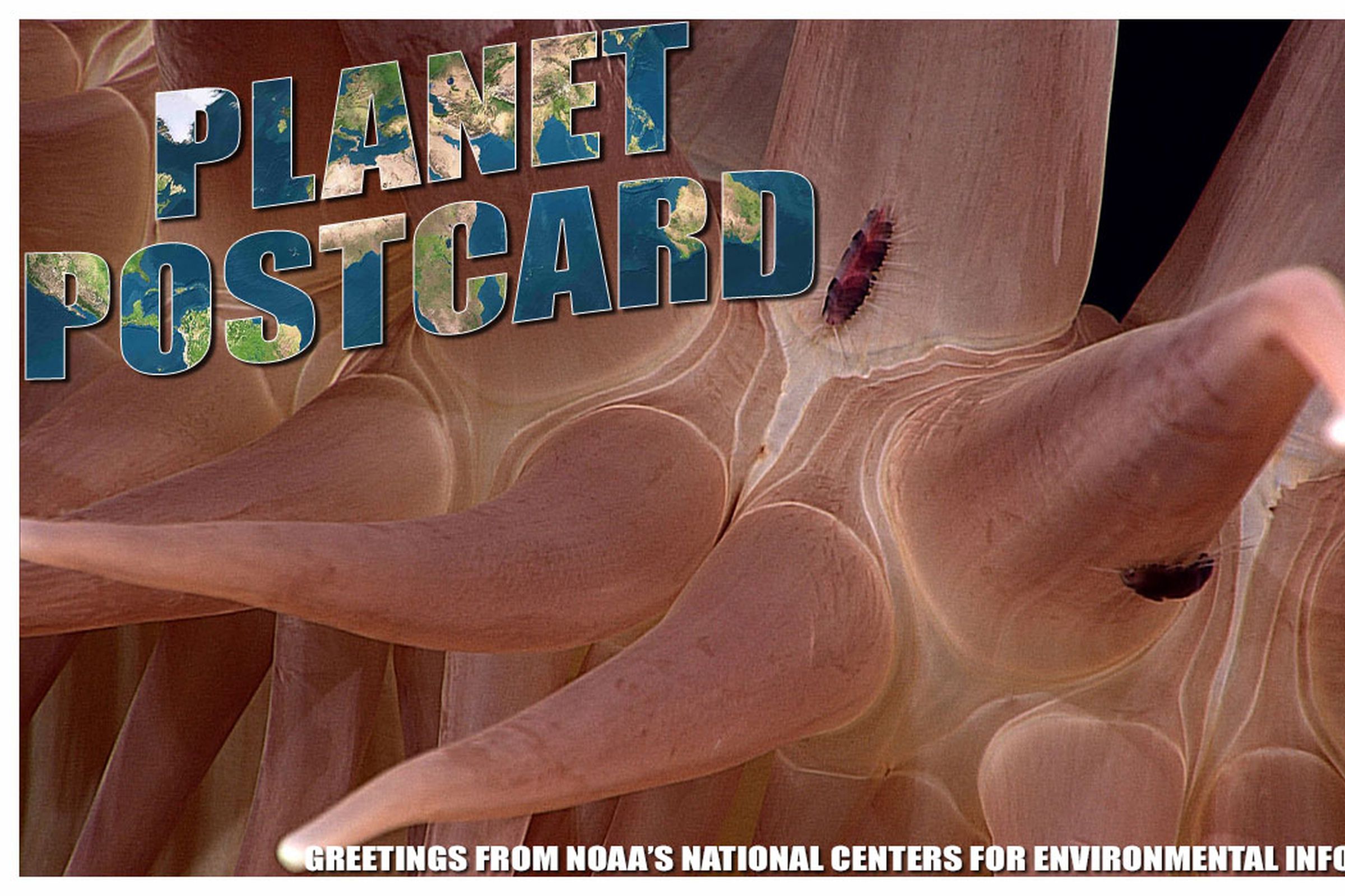 This week’s Planet Postcard features an Annelid. Image by the National Centers for Environmental Information.