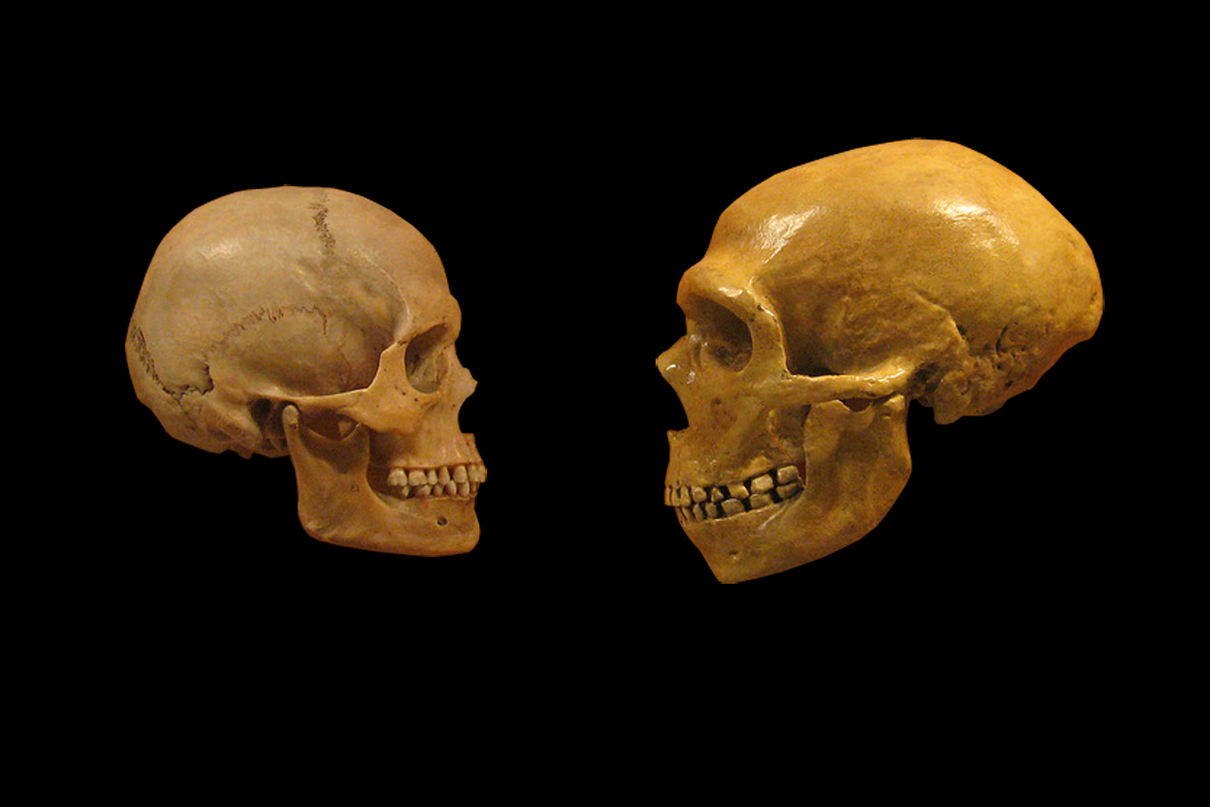 A modern human and a Neanderthal skull facing each other. Photo by hairymuseummat (from the Cleveland Museum of Natural History) modified by DrMikeBaxter/Wikimedia Commons