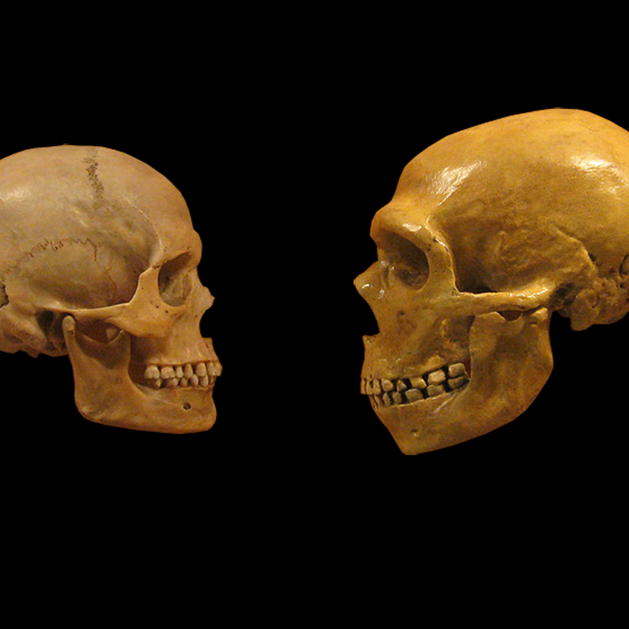 A modern human and a Neanderthal skull facing each other. Photo by hairymuseummat (from the Cleveland Museum of Natural History) modified by DrMikeBaxter/Wikimedia Commons
