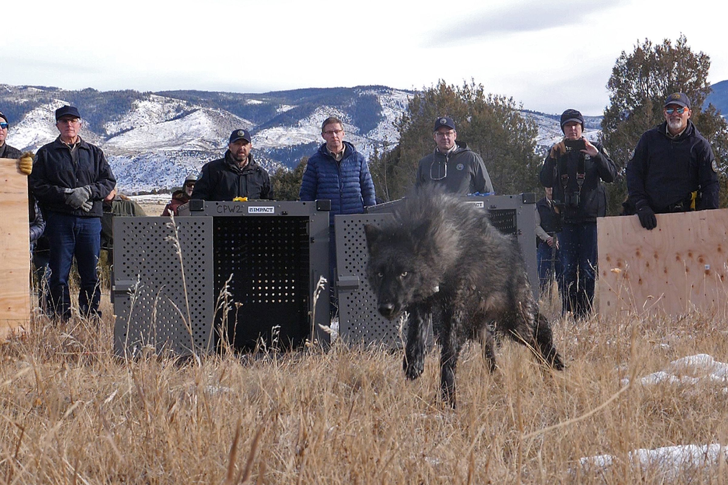 A black wolf runs out of a crate with a line of people standing behind it.