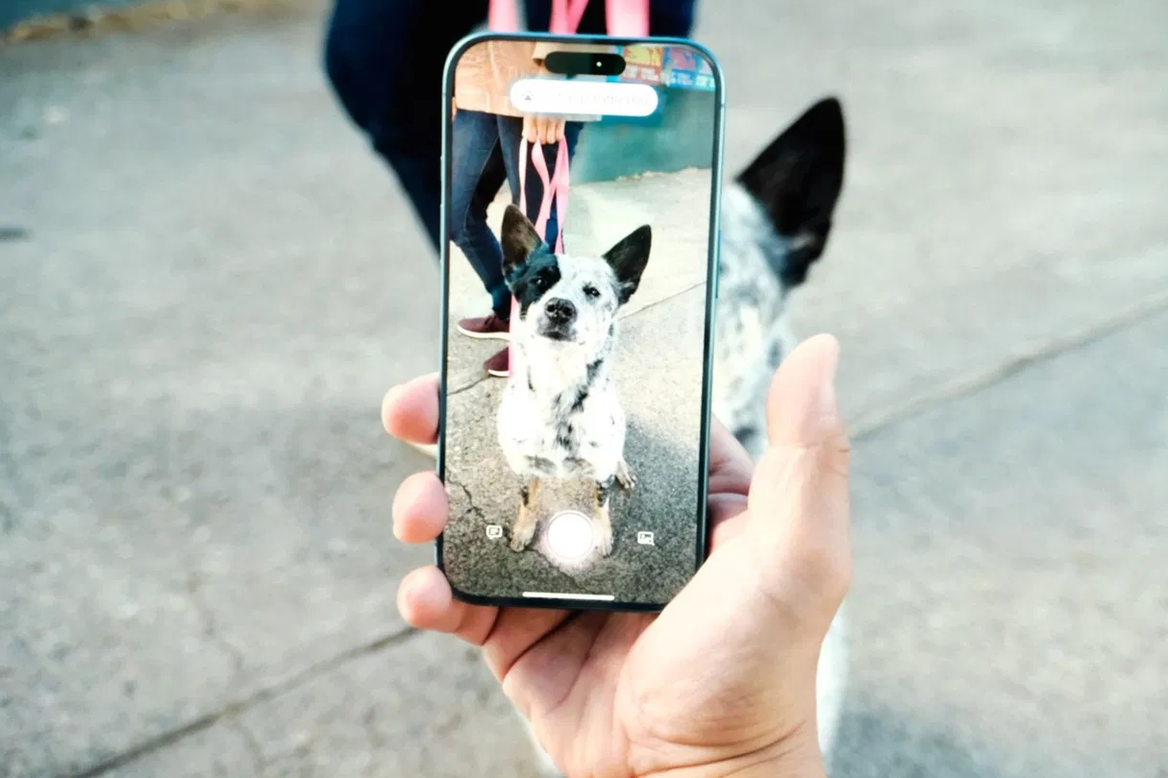 Phone pointed at a dog.