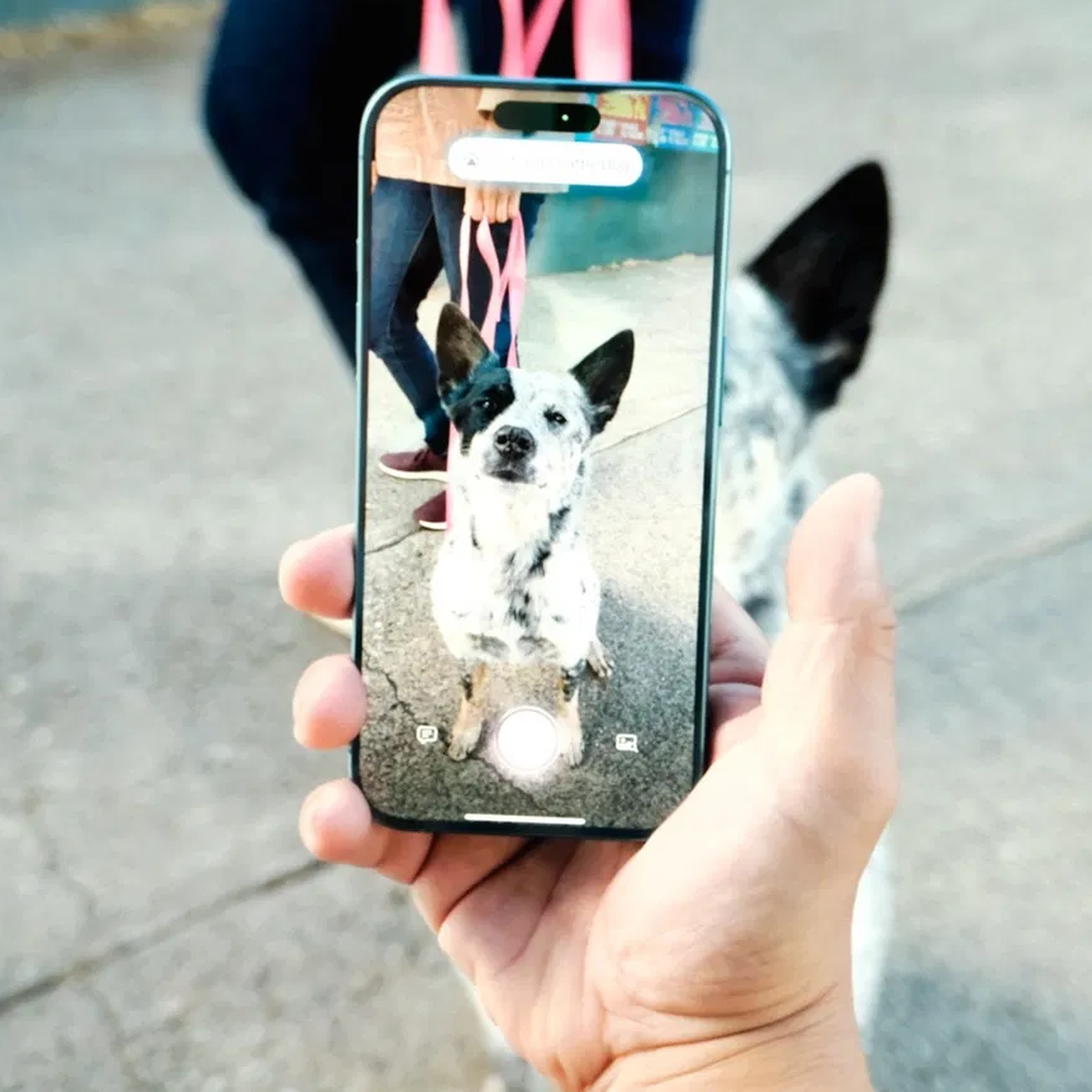 Phone pointed at a dog.