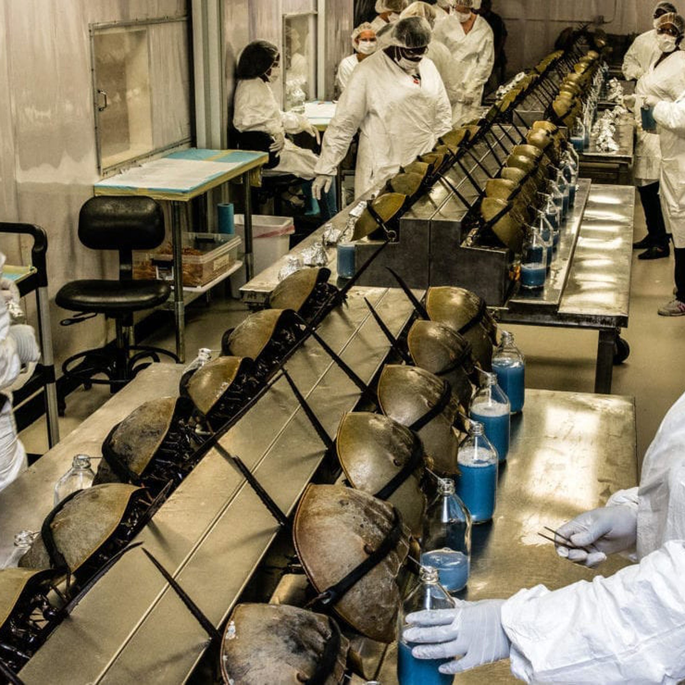 Horseshoe crabs are bled at the Charles River Laboratory in South Carolina.