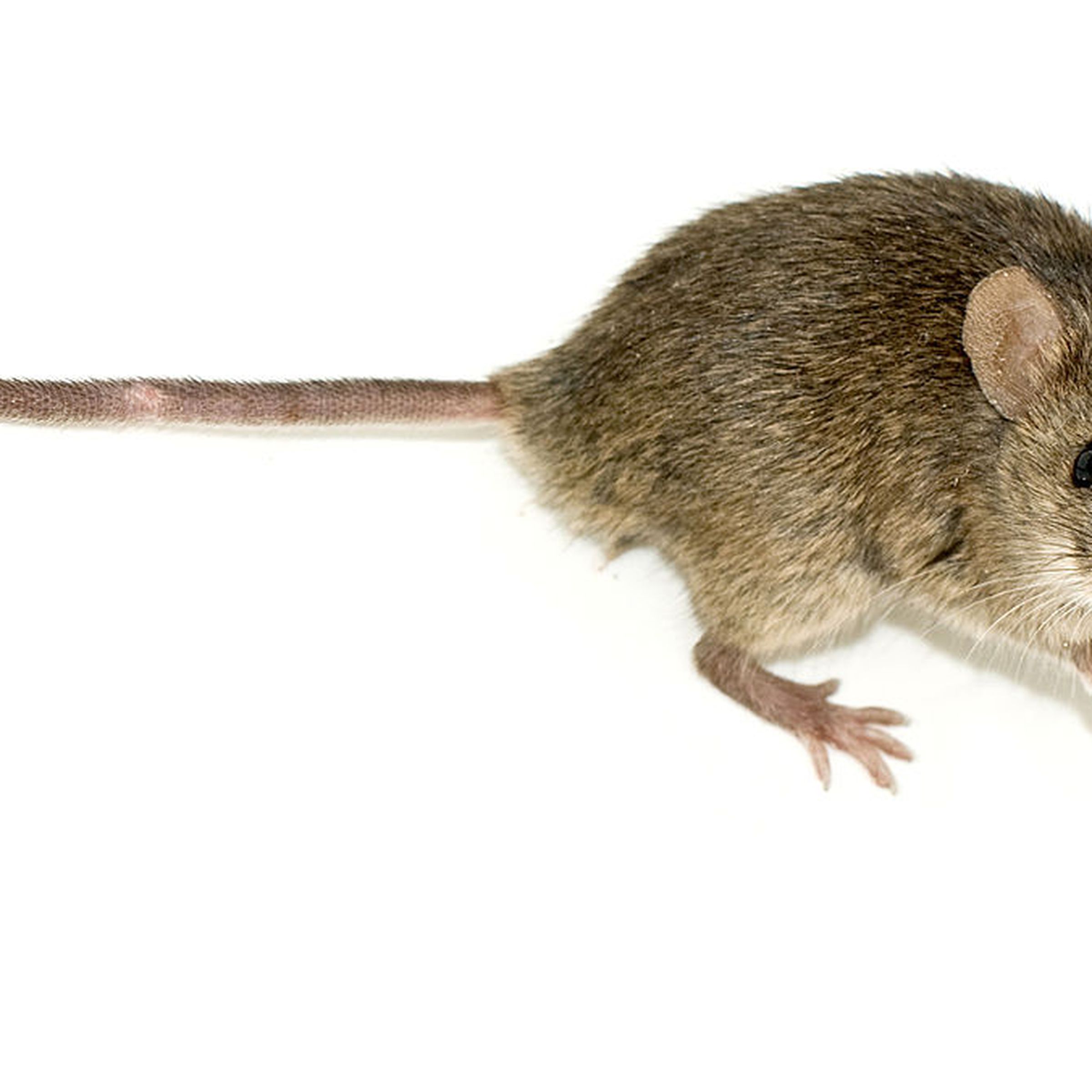 lab mouse — George Shuklin/ Wikimedia commons