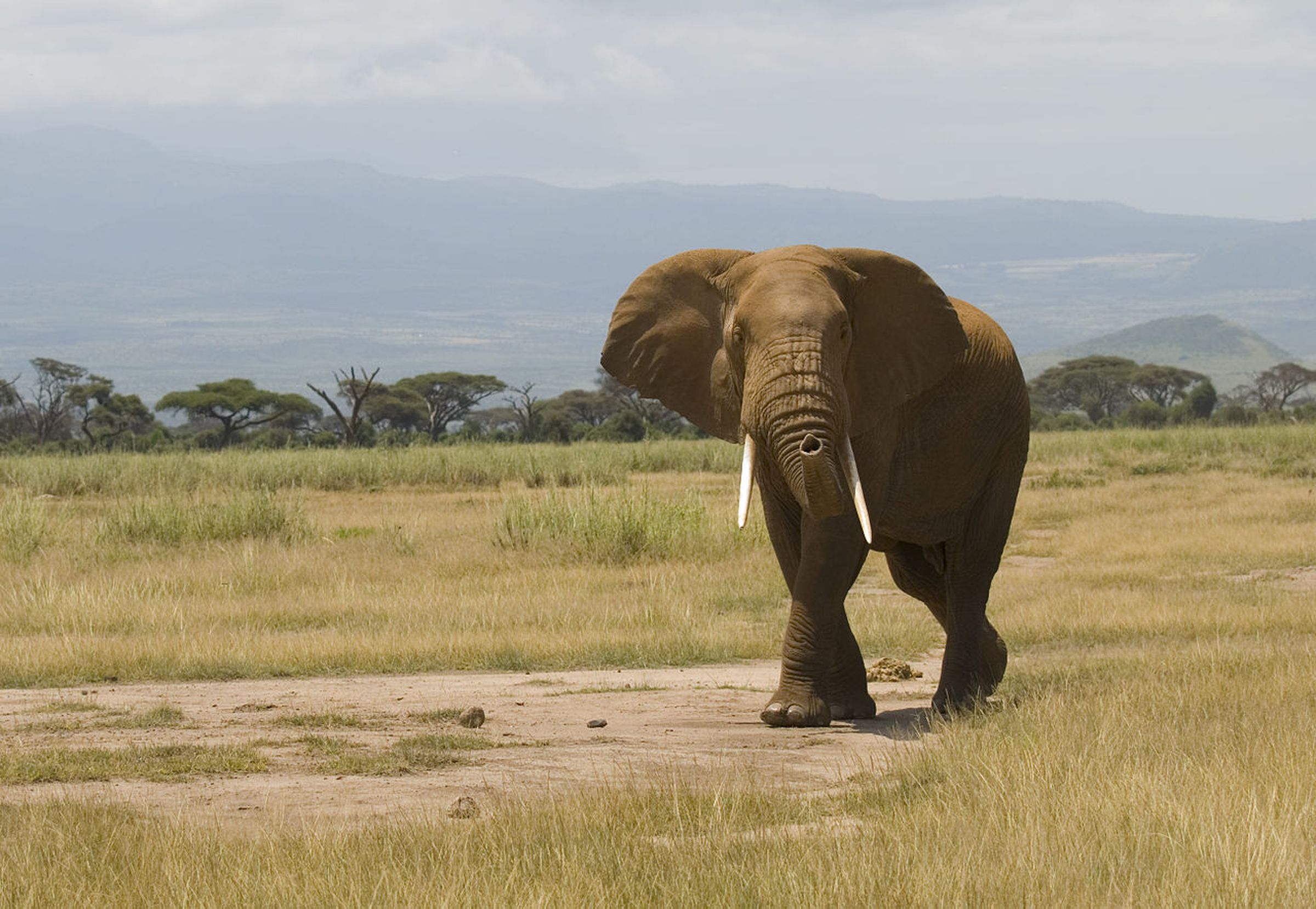 Elephant Wikimedia