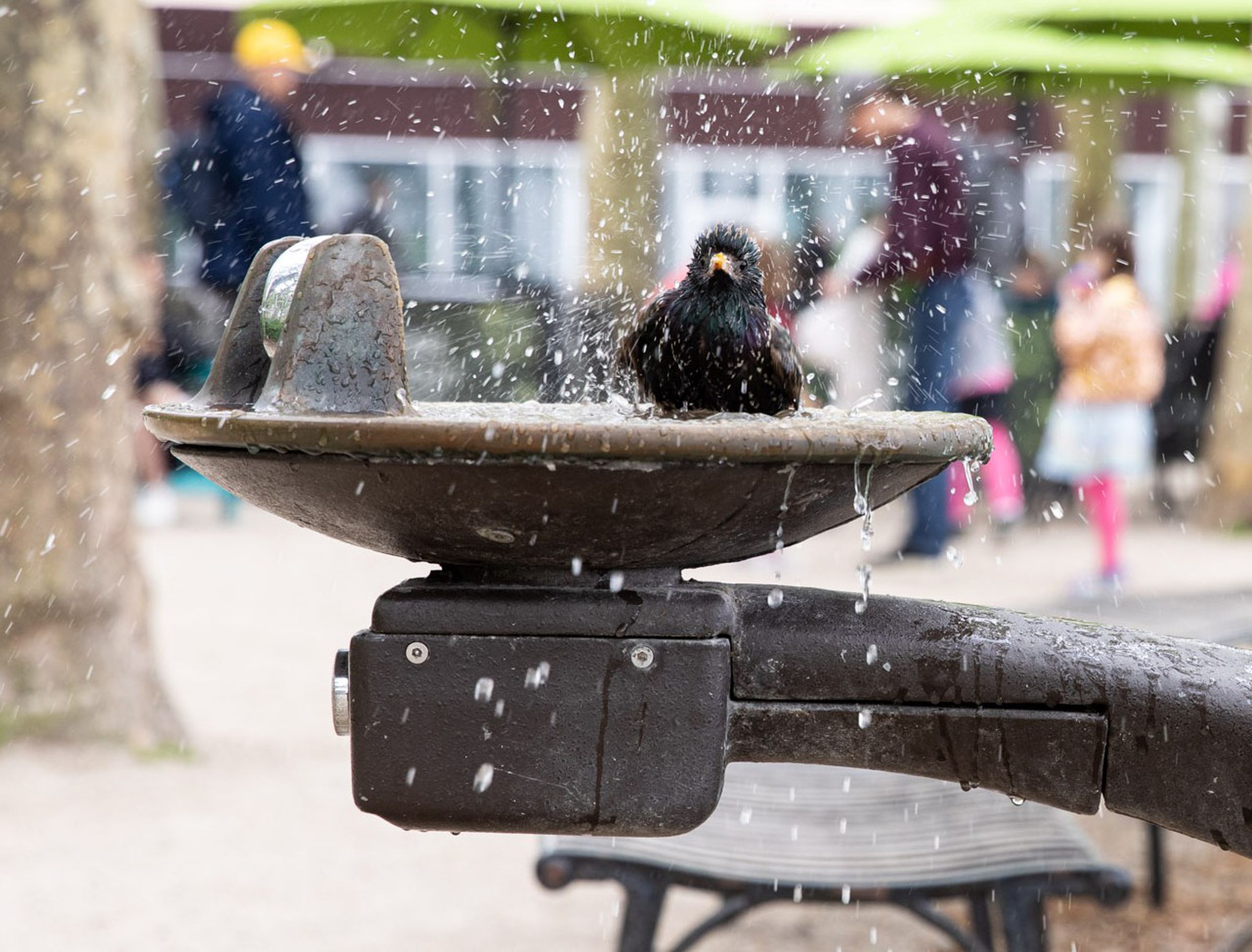 This fountain has become a birdbath. A bird splashes water everywhere.