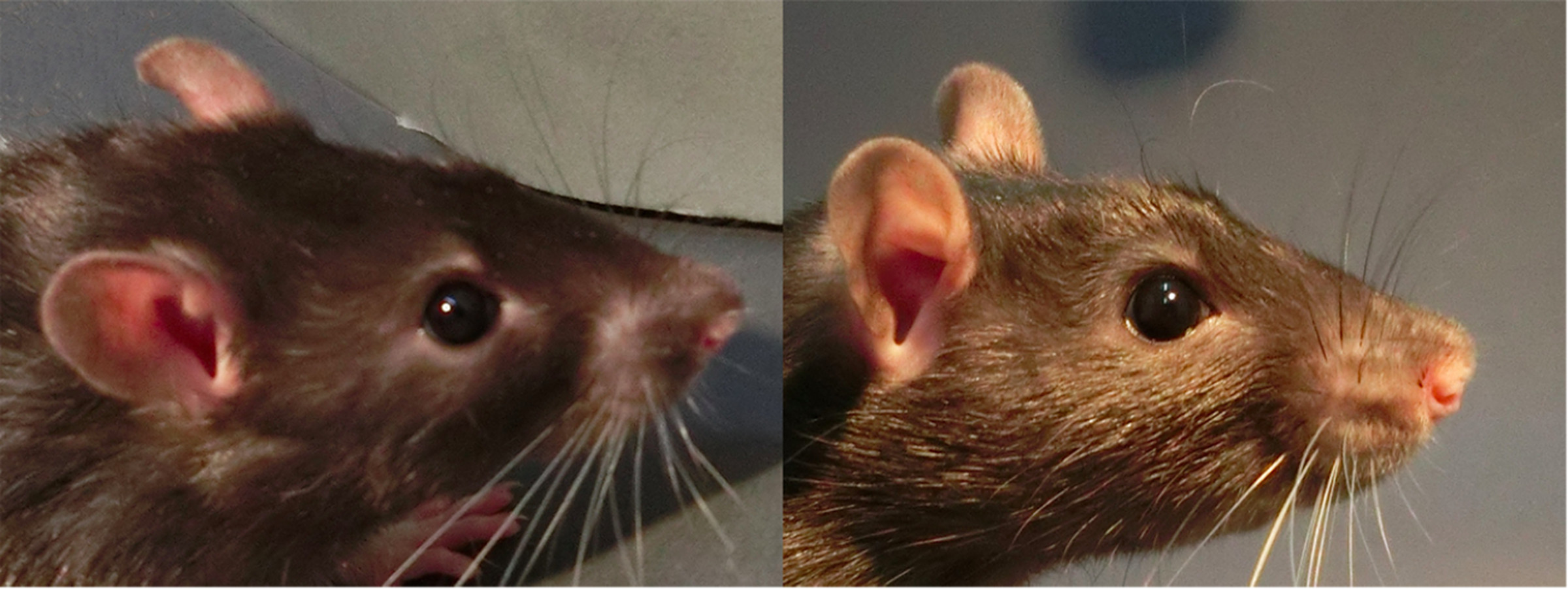 Left: happy rat. Right: not-as-happy rat