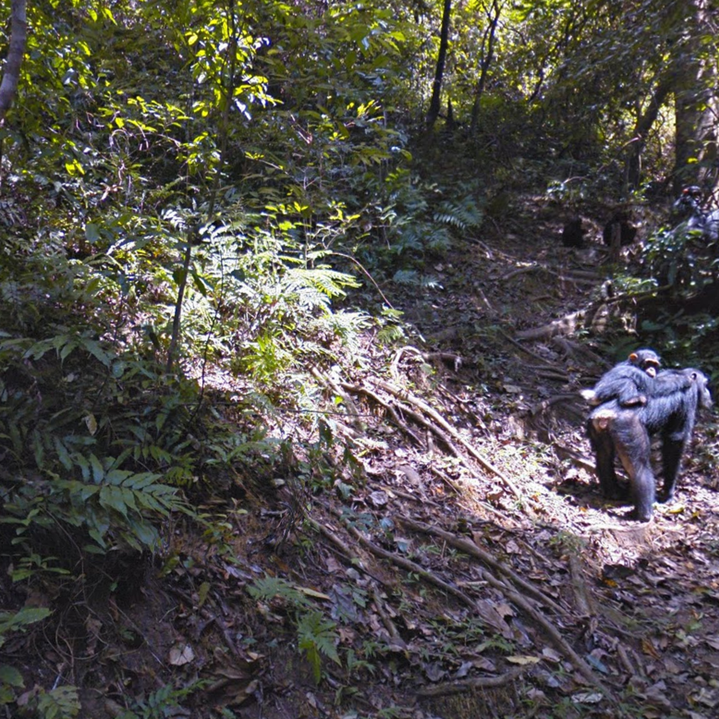 Screenshot from Google Street View trek of Gombe National Park showing mother chimpanzee with her child