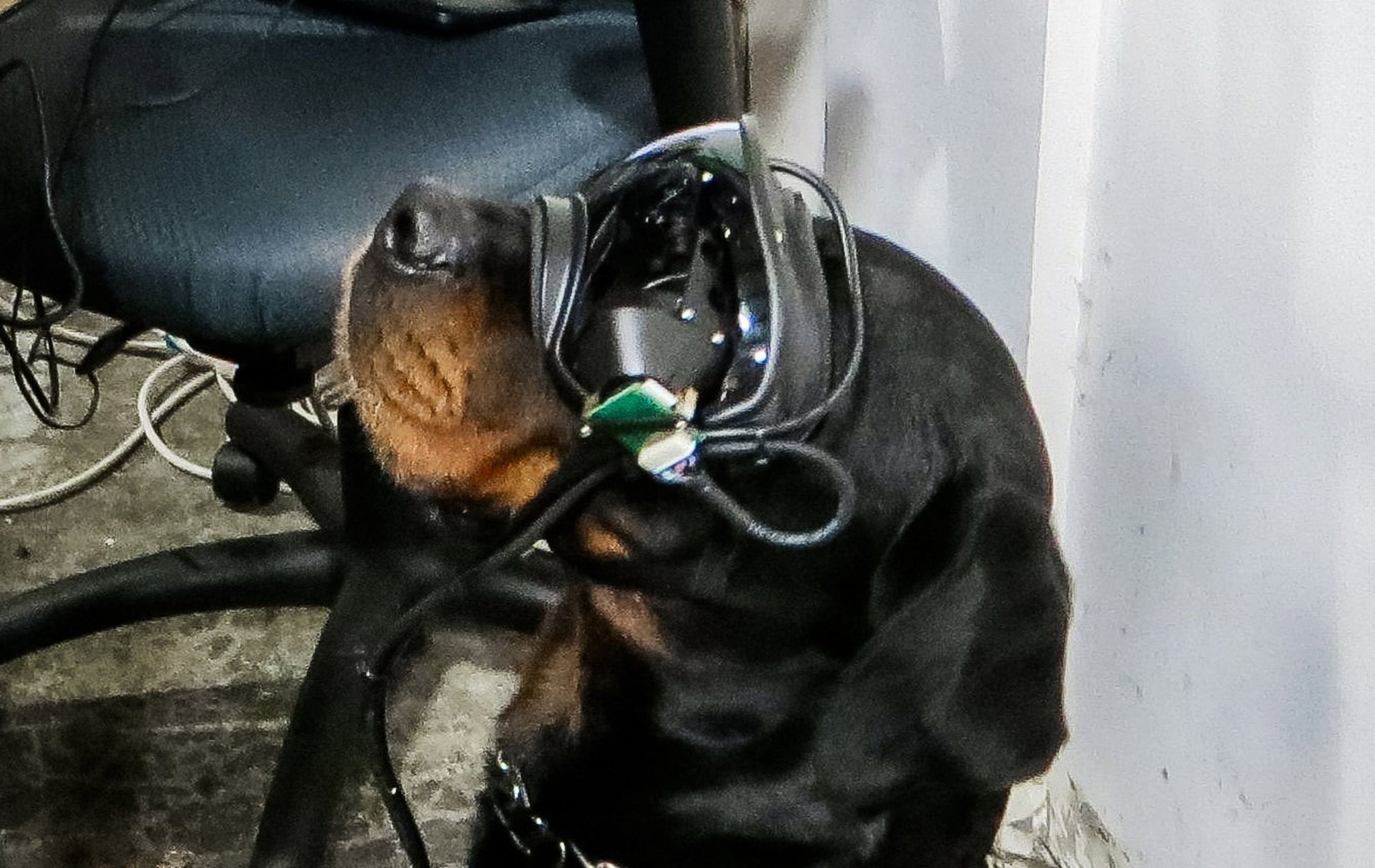 The prototype goggles are being tested on a rottweiler named Mater. 