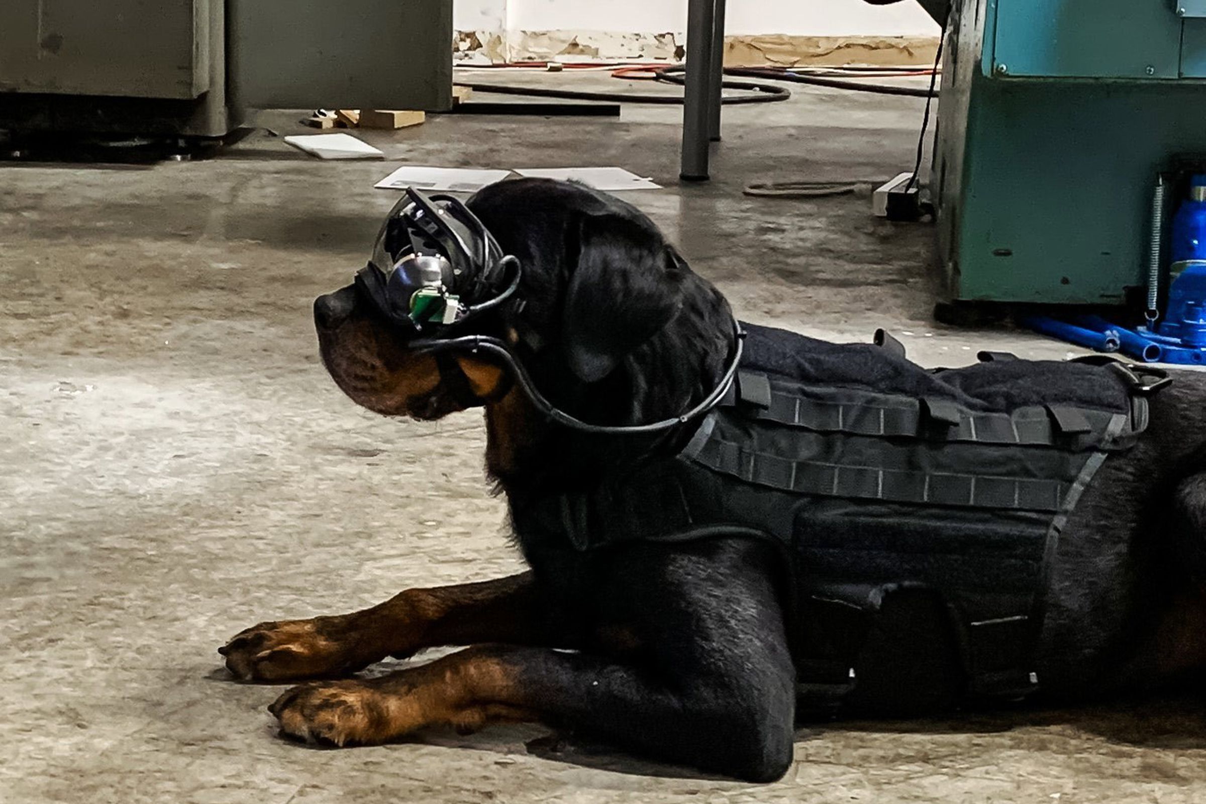 The AR goggles will allow military canine handlers to issue commands remotely. 