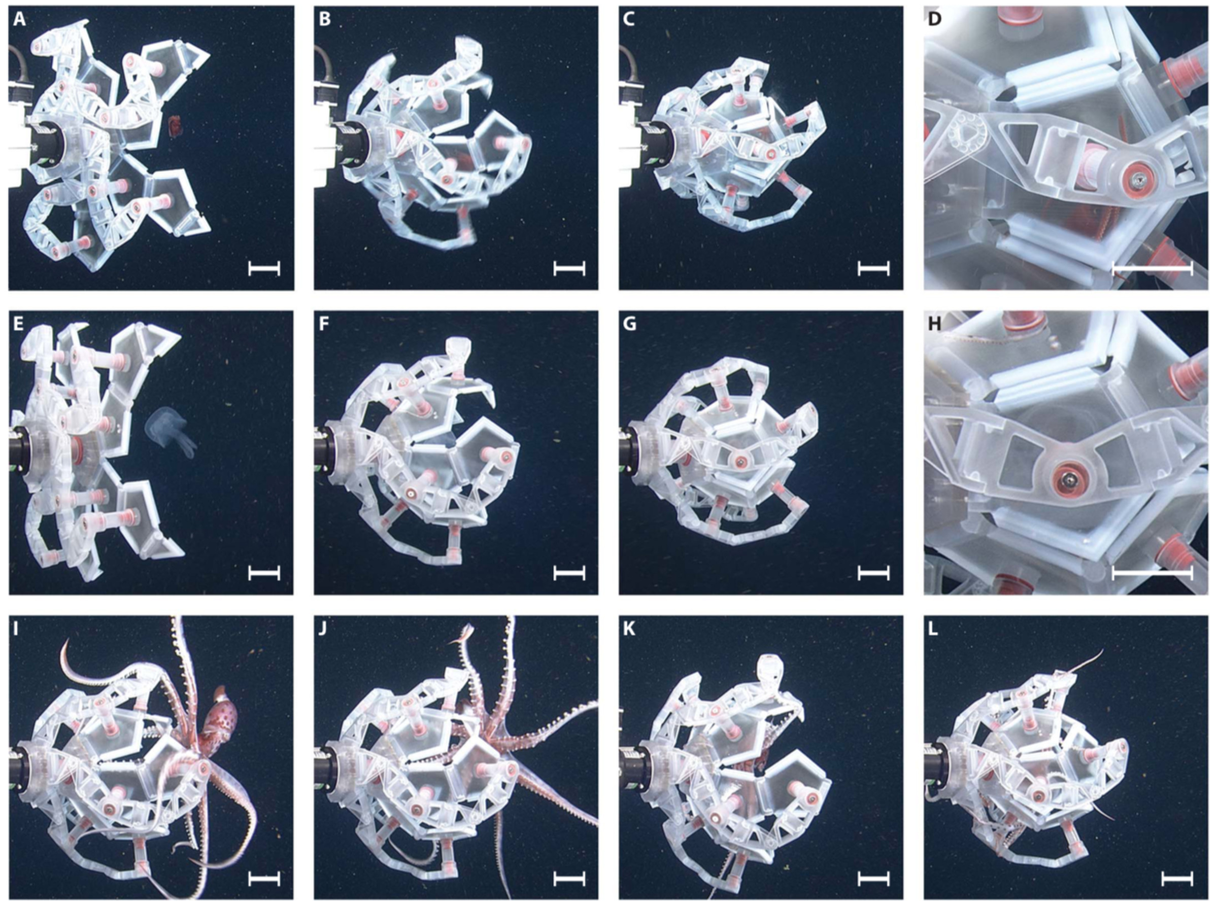 Still images showing the capture of three different types of soft-bodied sea life using the RAD.