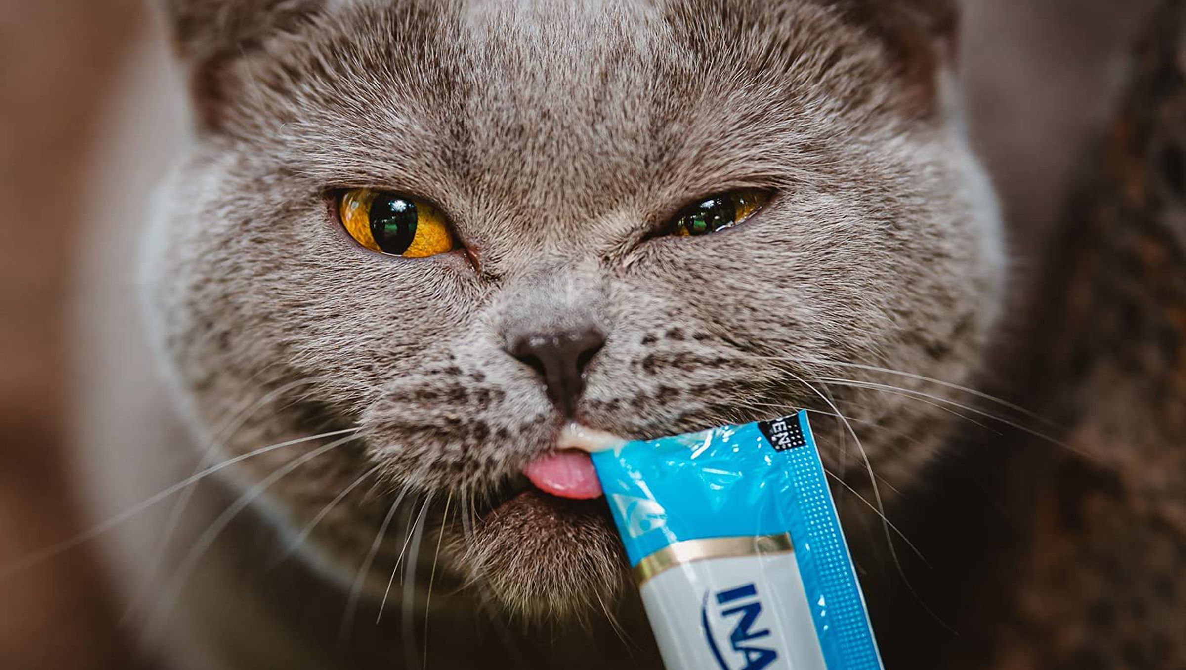 A cat licks from a long packaged piece of candy.
