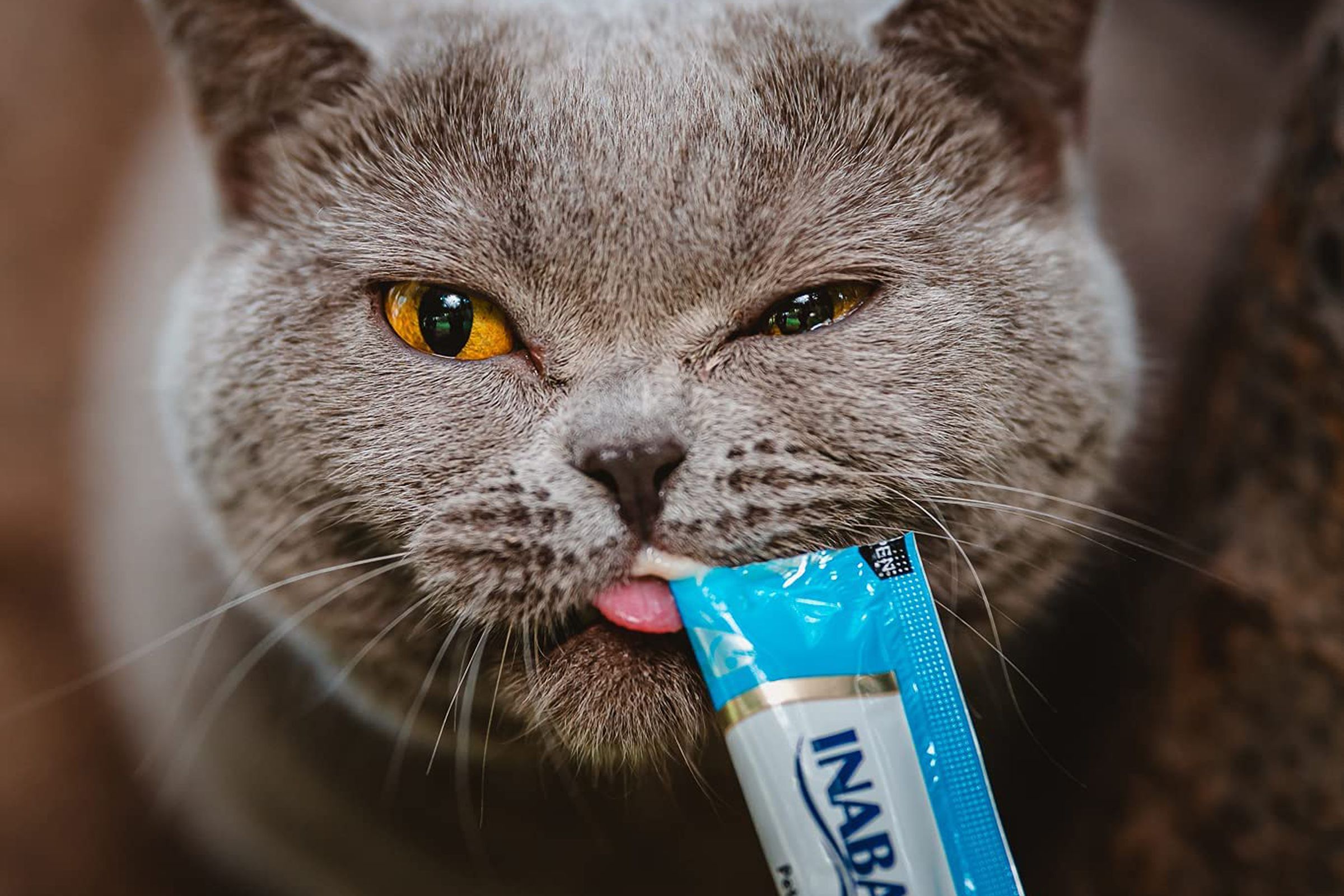 A cat licks from a long packaged piece of candy.