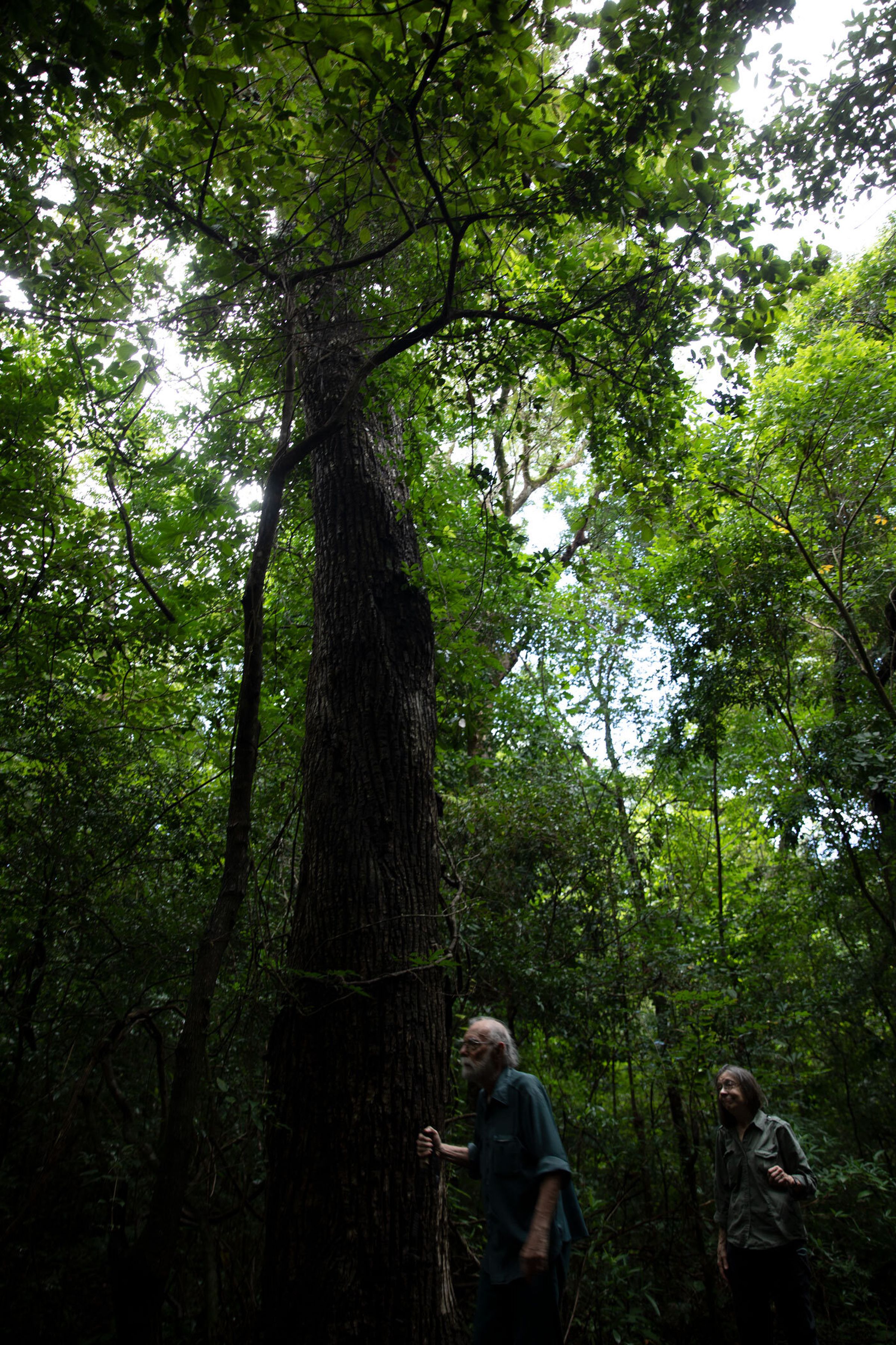 A man and woman walk beneath a thick forest canopy, next to a very tall, old tree.