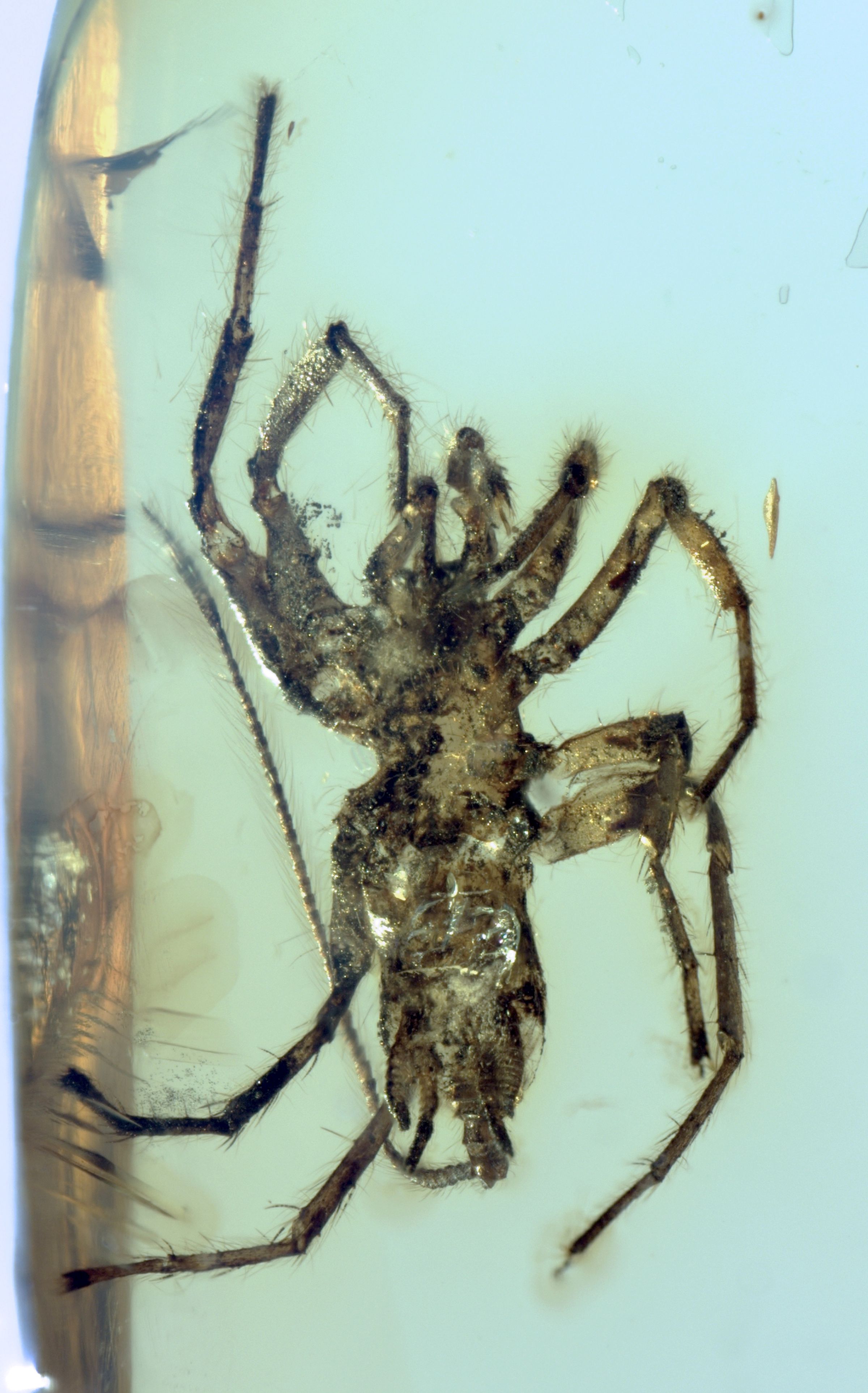 The specimens had spinnerets, or silk-spinning organs, jutting from the bottom of their abdomens —&nbsp;a feature they share with modern-day spiders. 