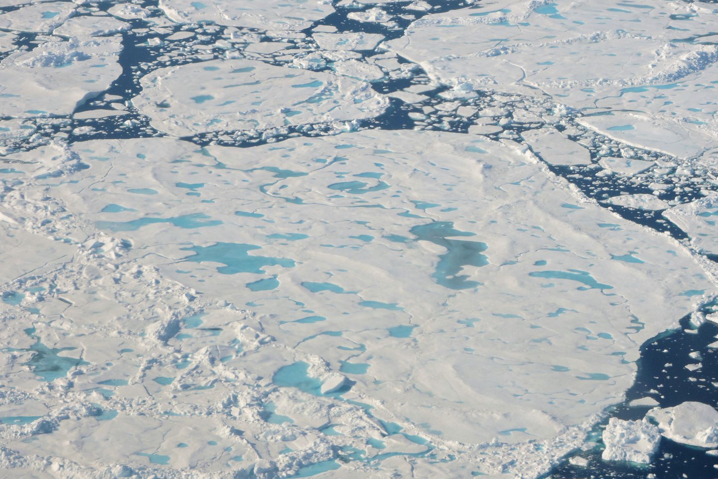 Sea ice floating north of Greenland.