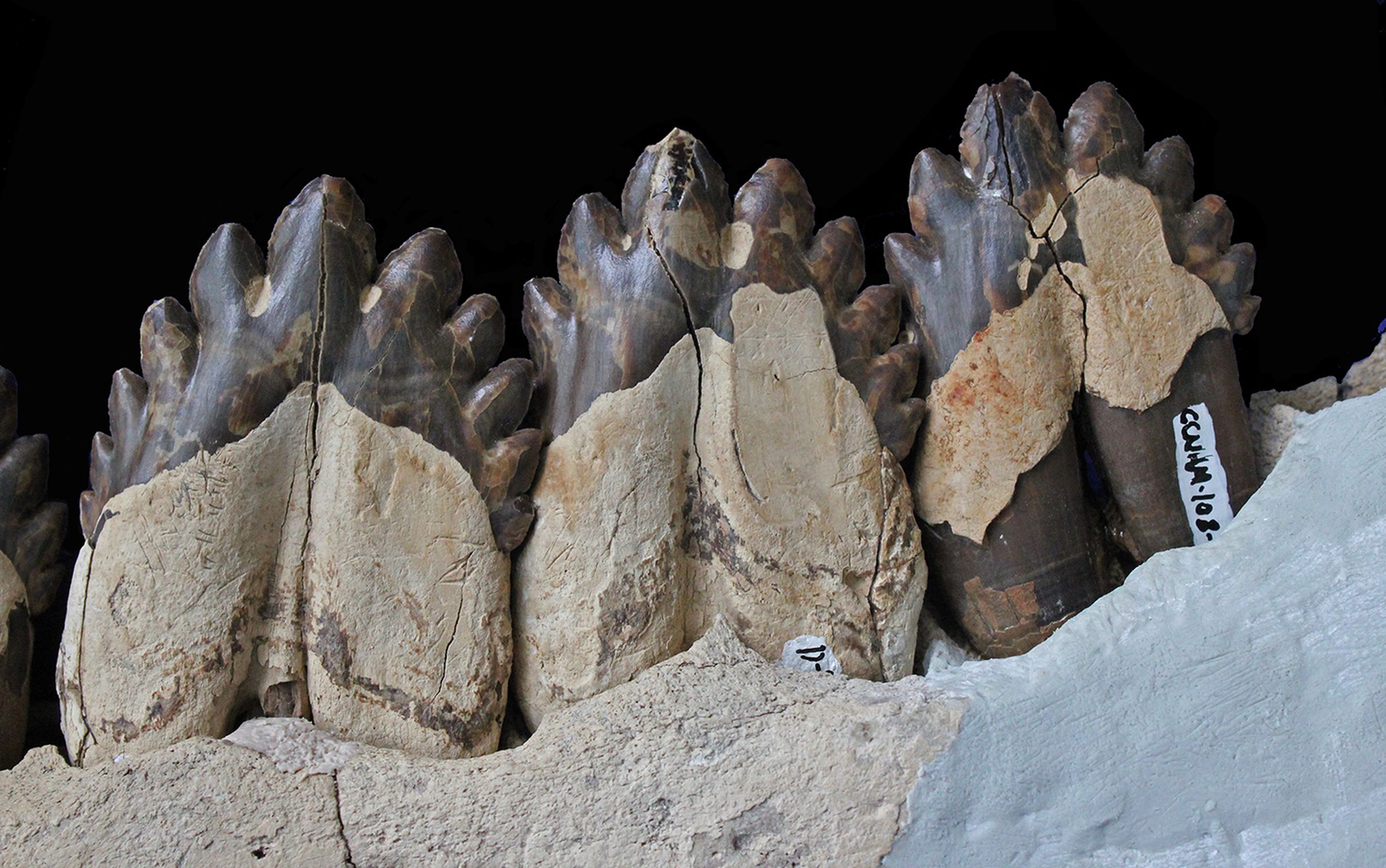 This photograph shows Coronodon havensteini teeth.