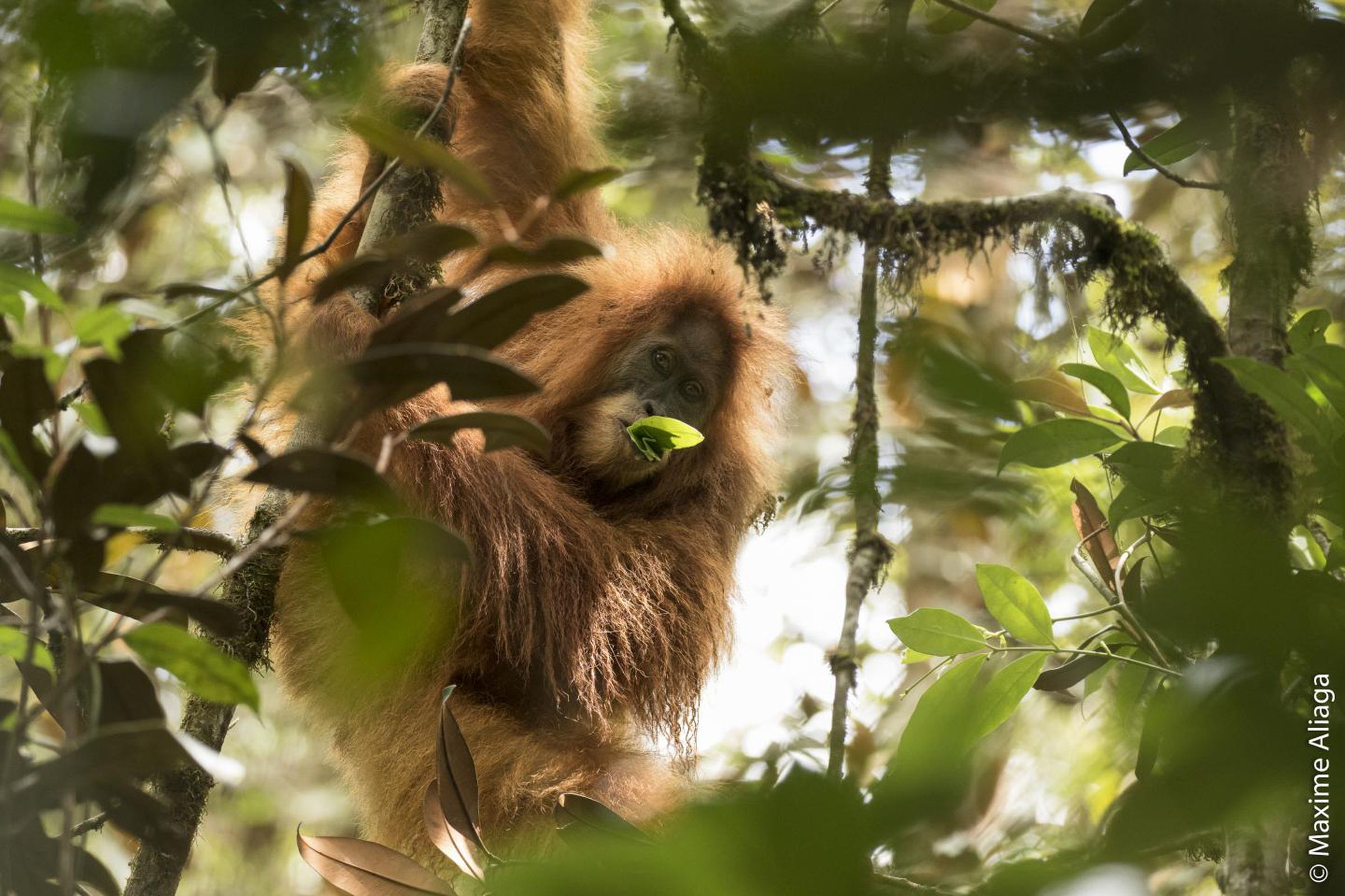 The Pongo tapanuliensis is the rarest great ape on Earth.