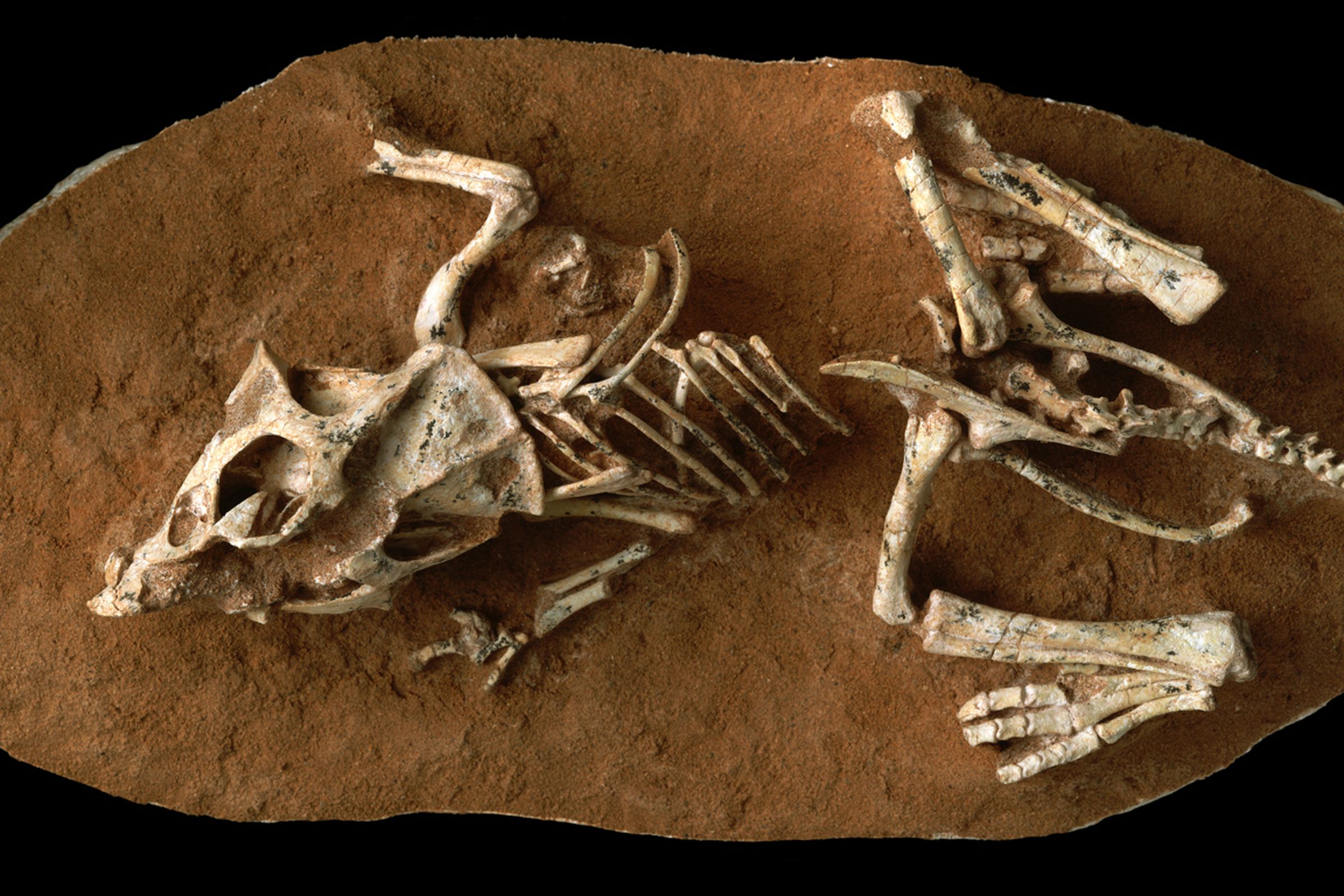 A hatchling Protoceratops andrewsi fossil from Mongolia