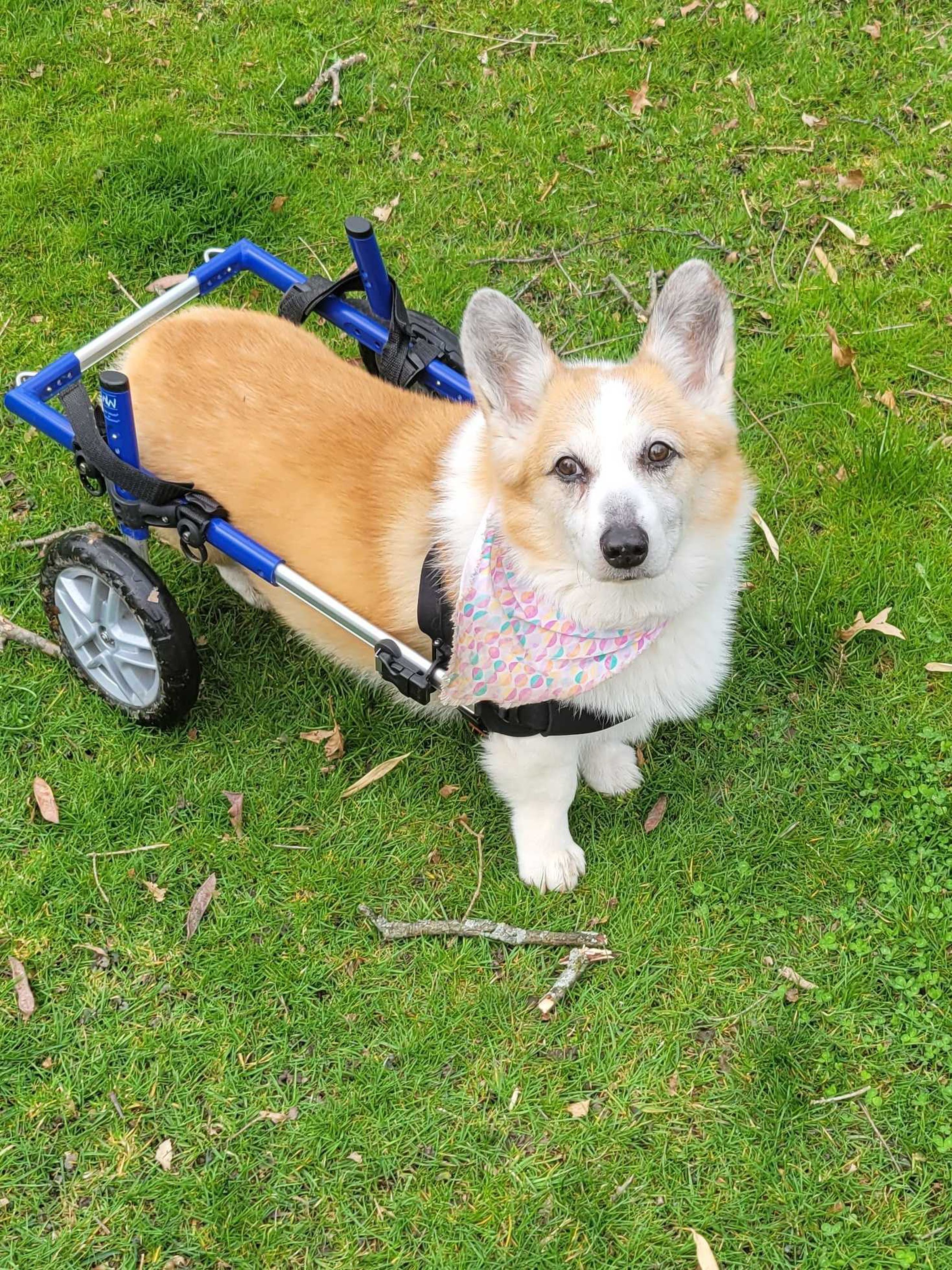 A brown and white corgi on a lawn with a wheeled cart supporting its back legs.