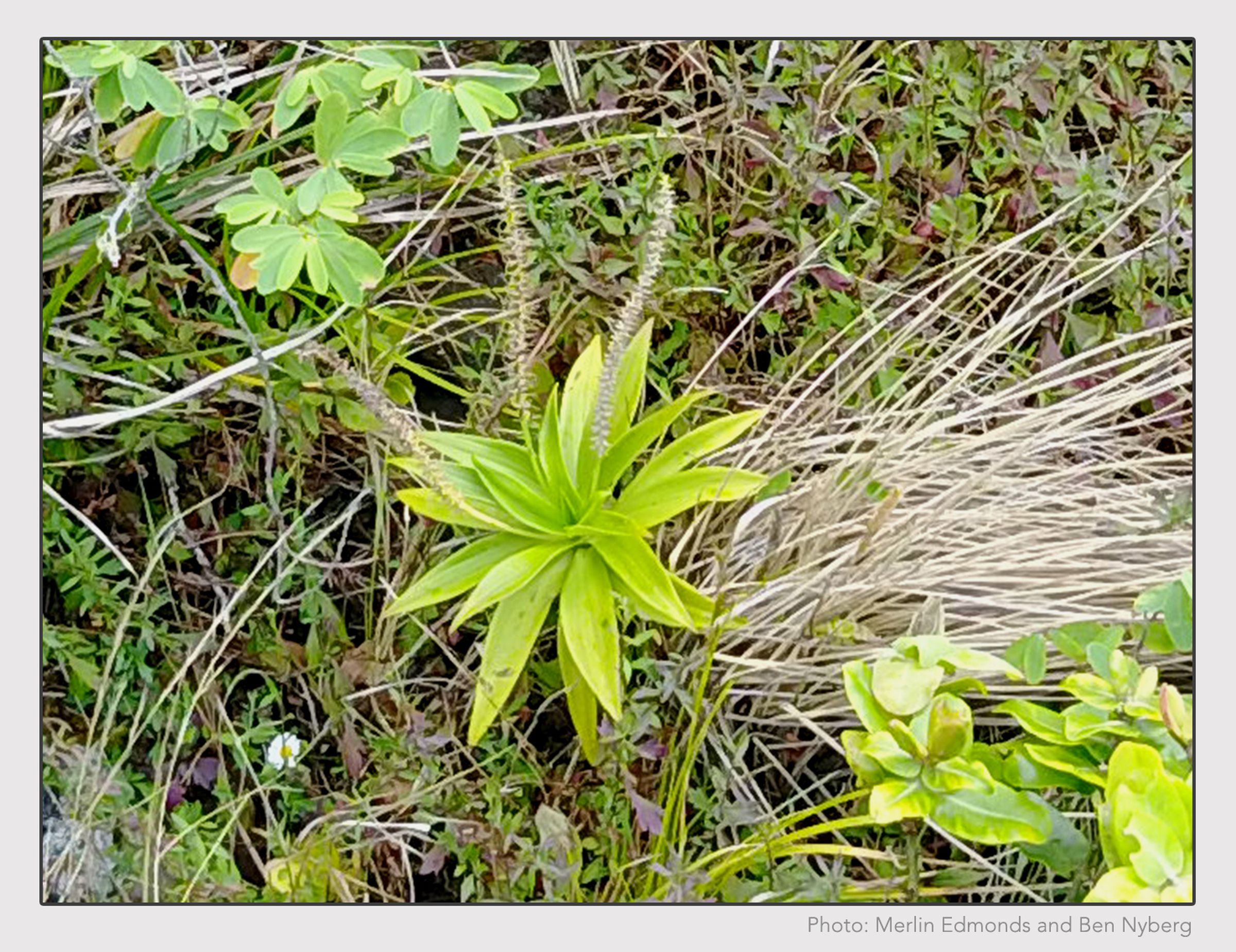 One of the Laukahi plants found by a drone atop a steep cliff in Limahuli preserve in Hawaii.