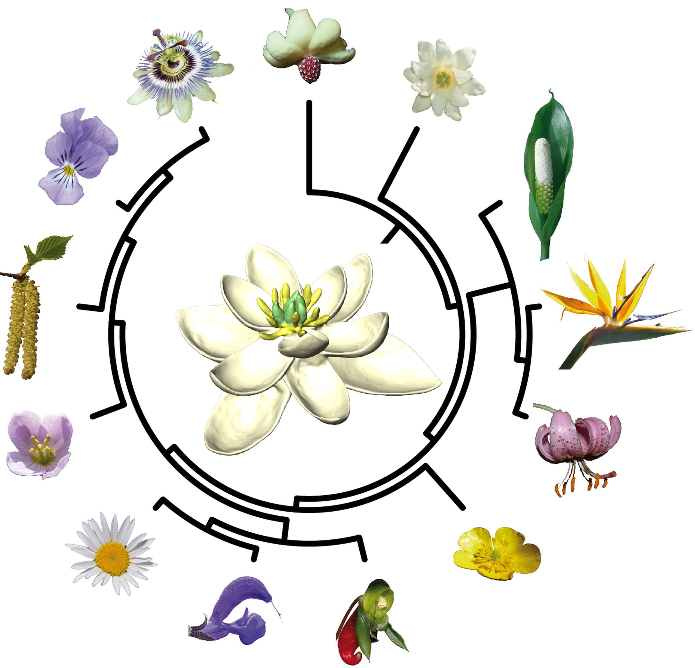 A simplified evolutionary tree connecting all living species of flowering plants to the ancestral flower (center) that lived 140 million years ago.