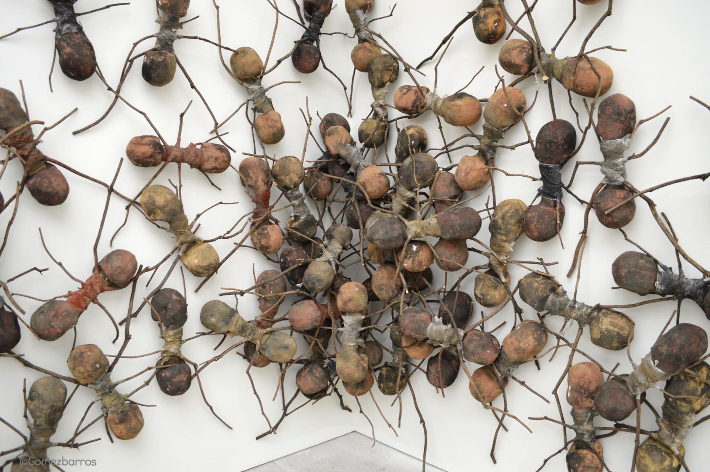 Colombia's giant ants