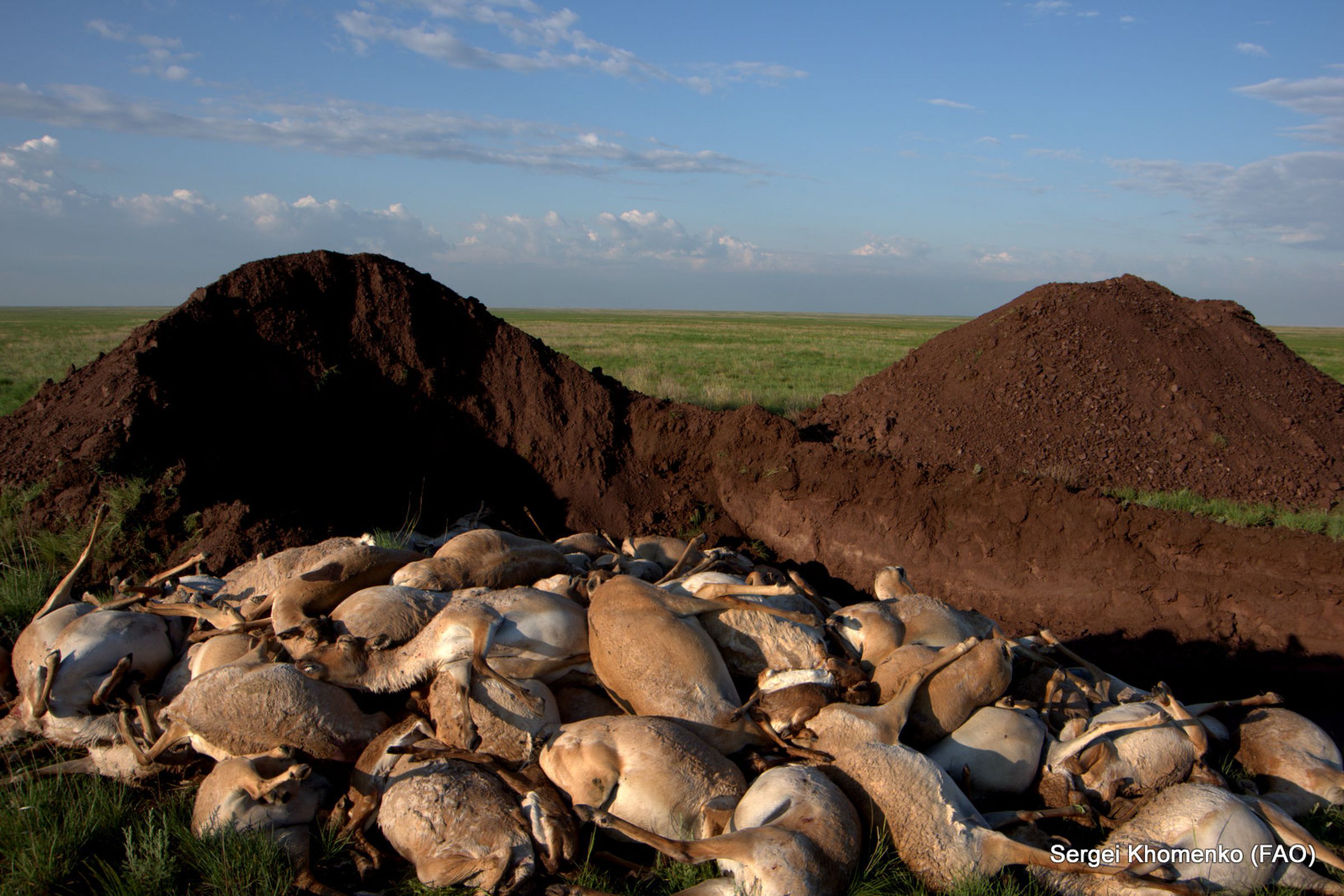 A burial ground for dead saiga antelopes in Kazakhstan, in 2015.