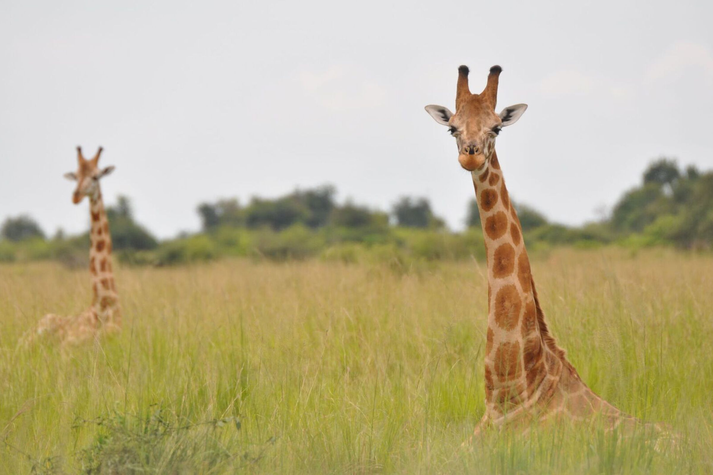 A Nubian giraffe, part of the northern giraffe species