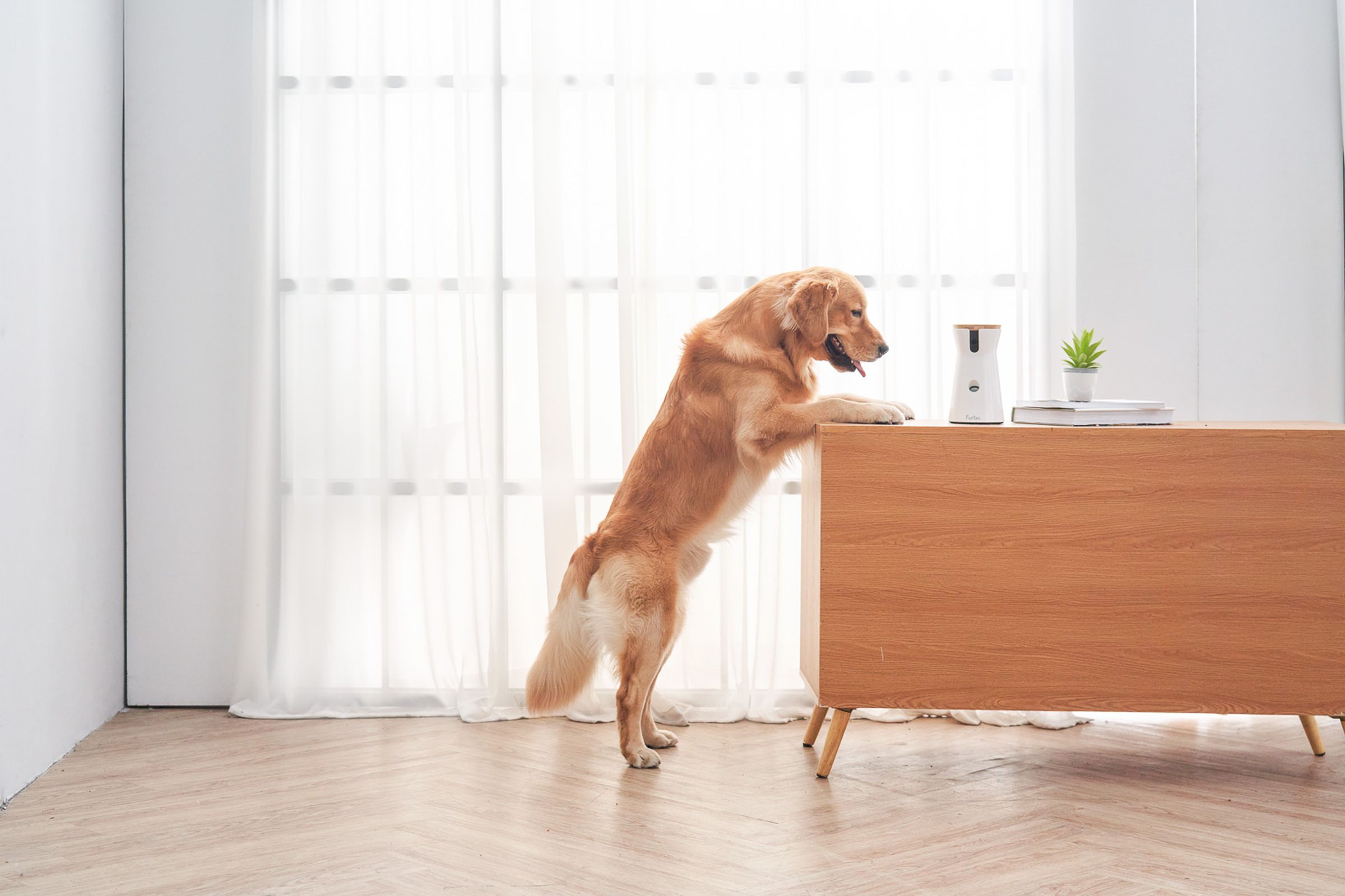 Furbo’s dog treat camera can now rotate 360 degrees to catch your pooch wherever he may be.