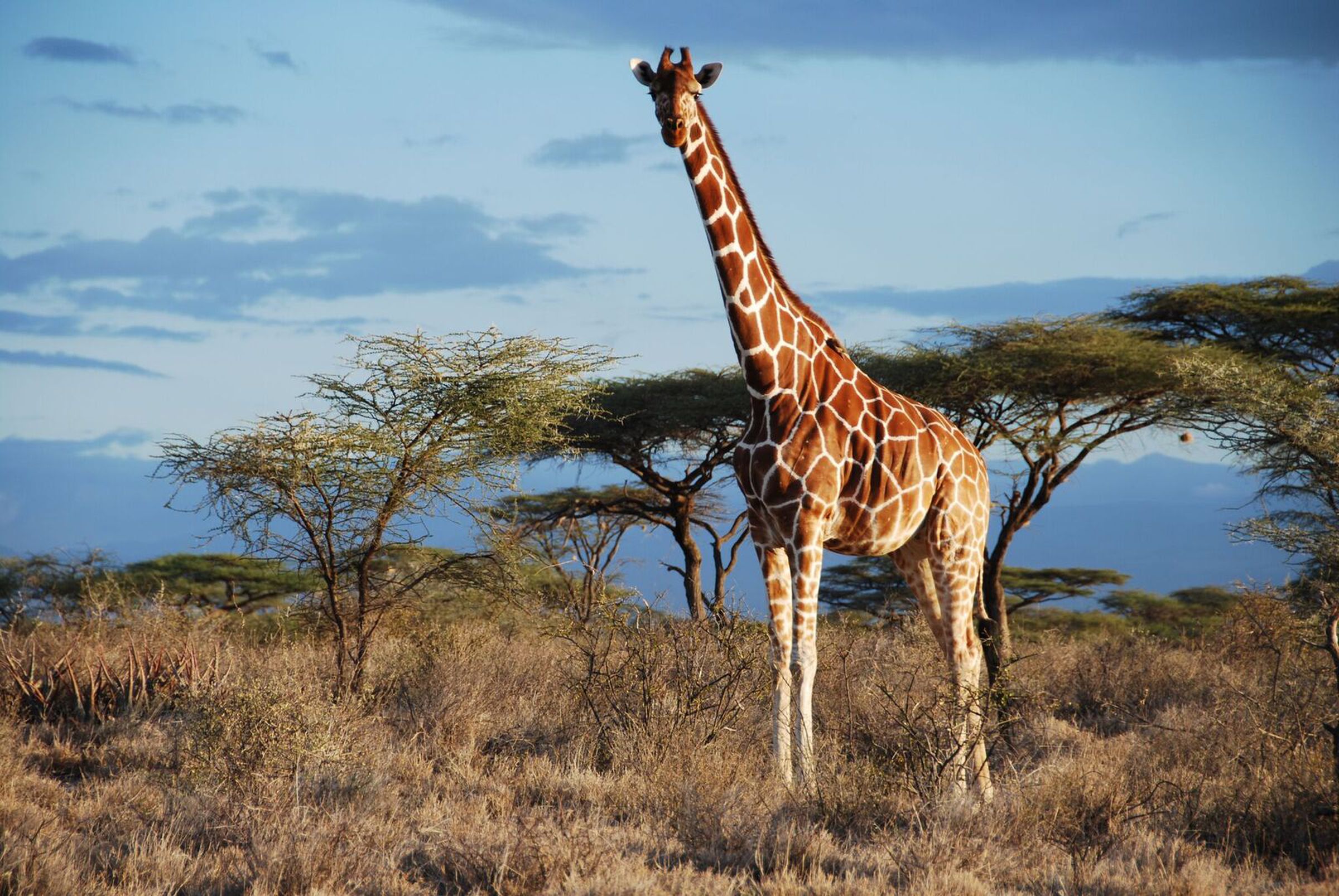 The reticulated giraffe
