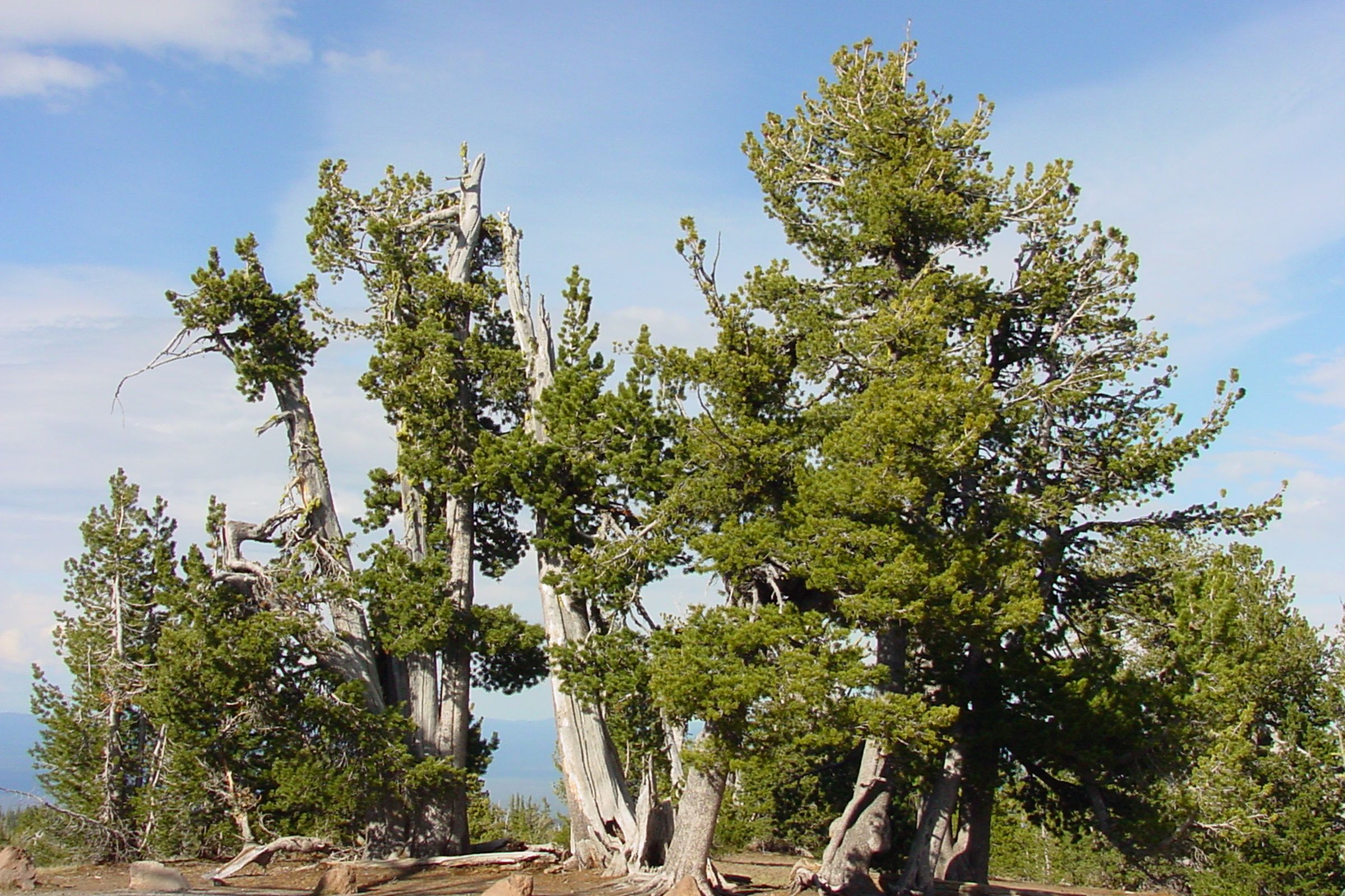 Whitebark pines