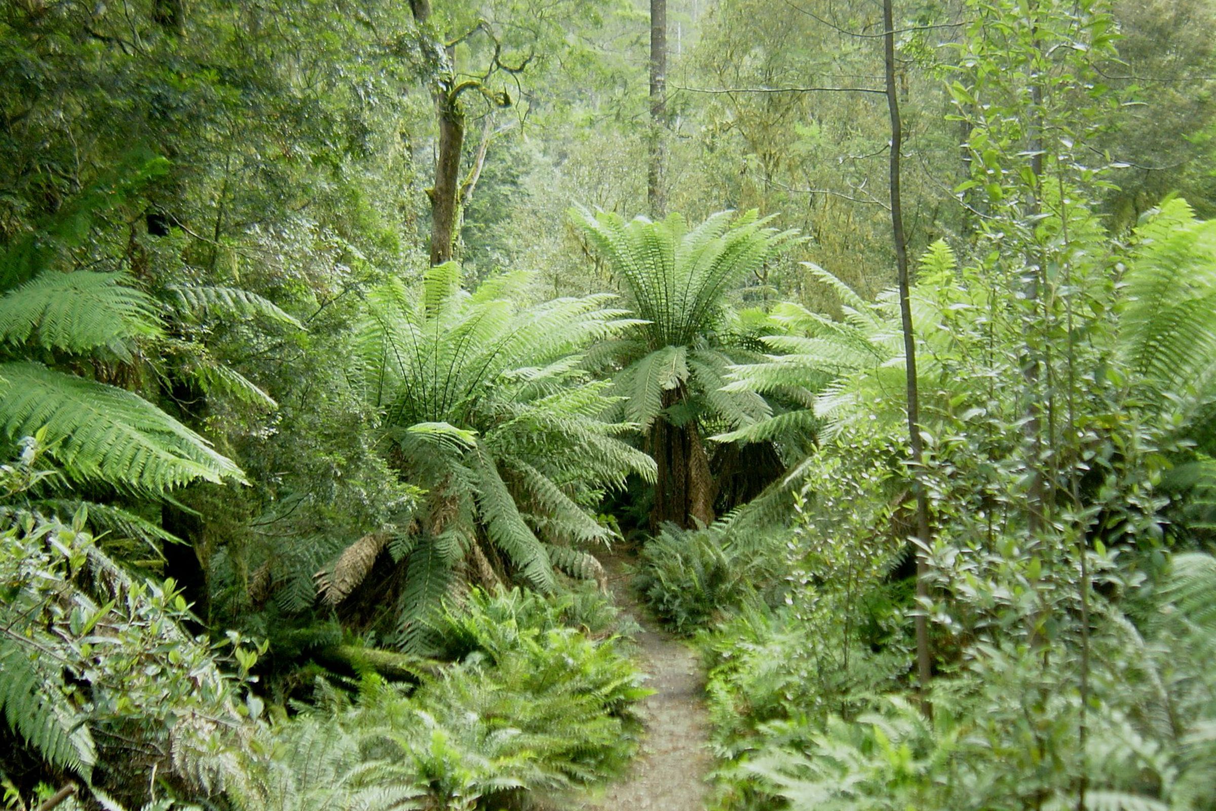 Rainforest in Tasmania’s Hellyer Gorge