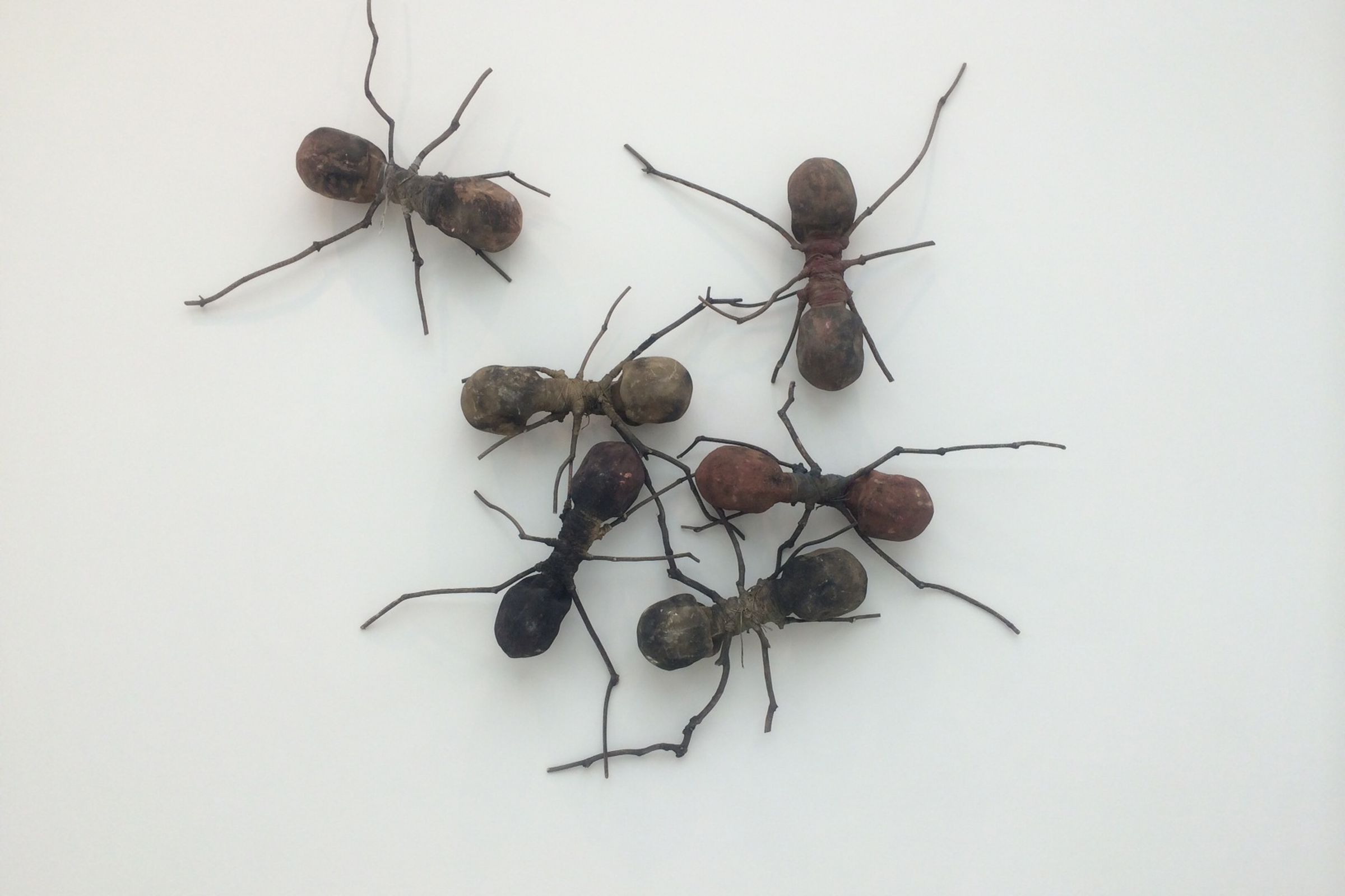 Colombia’s giant ants