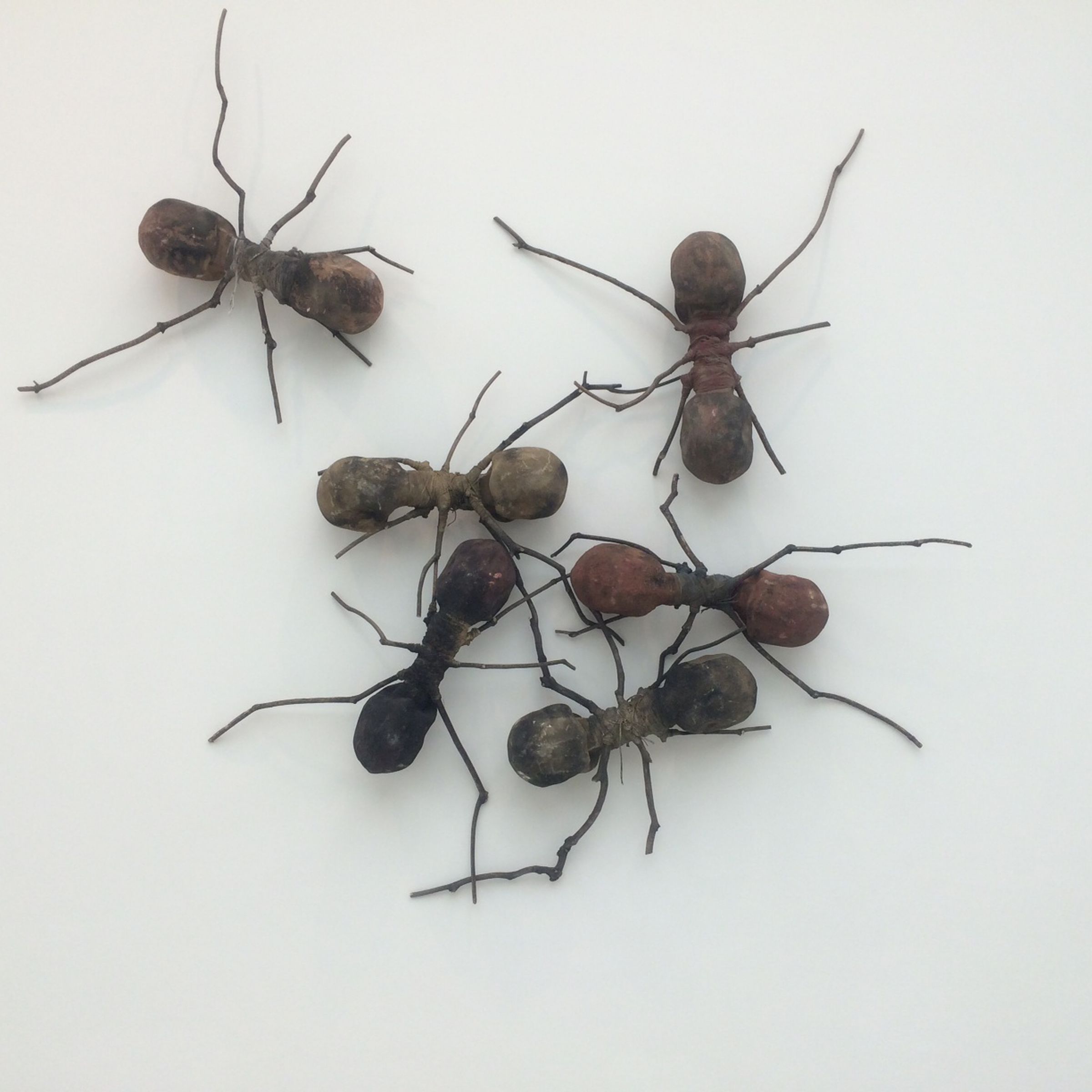 Colombia’s giant ants