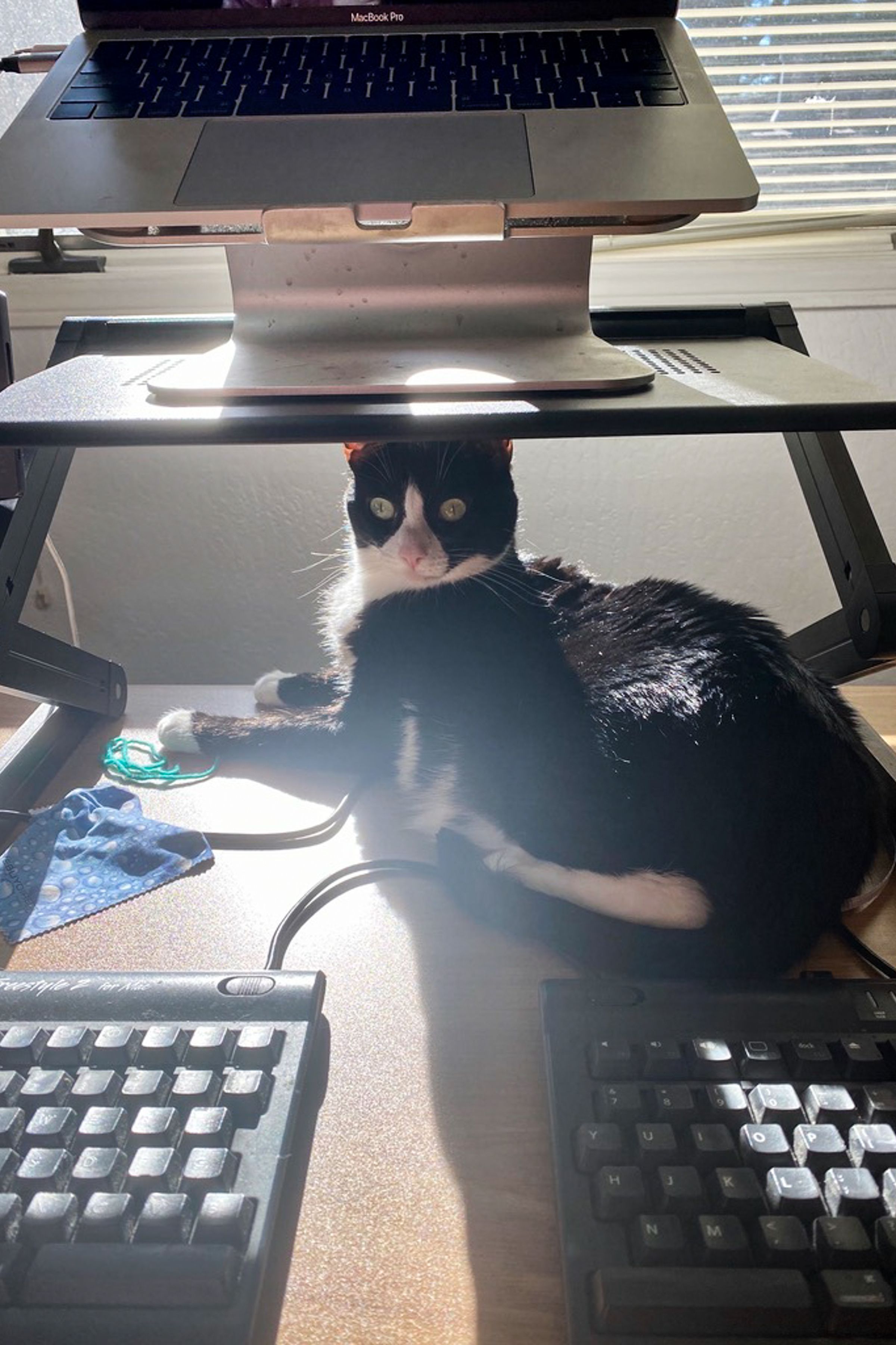 Um gato preto e branco deitado em uma mesa sob um suporte para laptop.