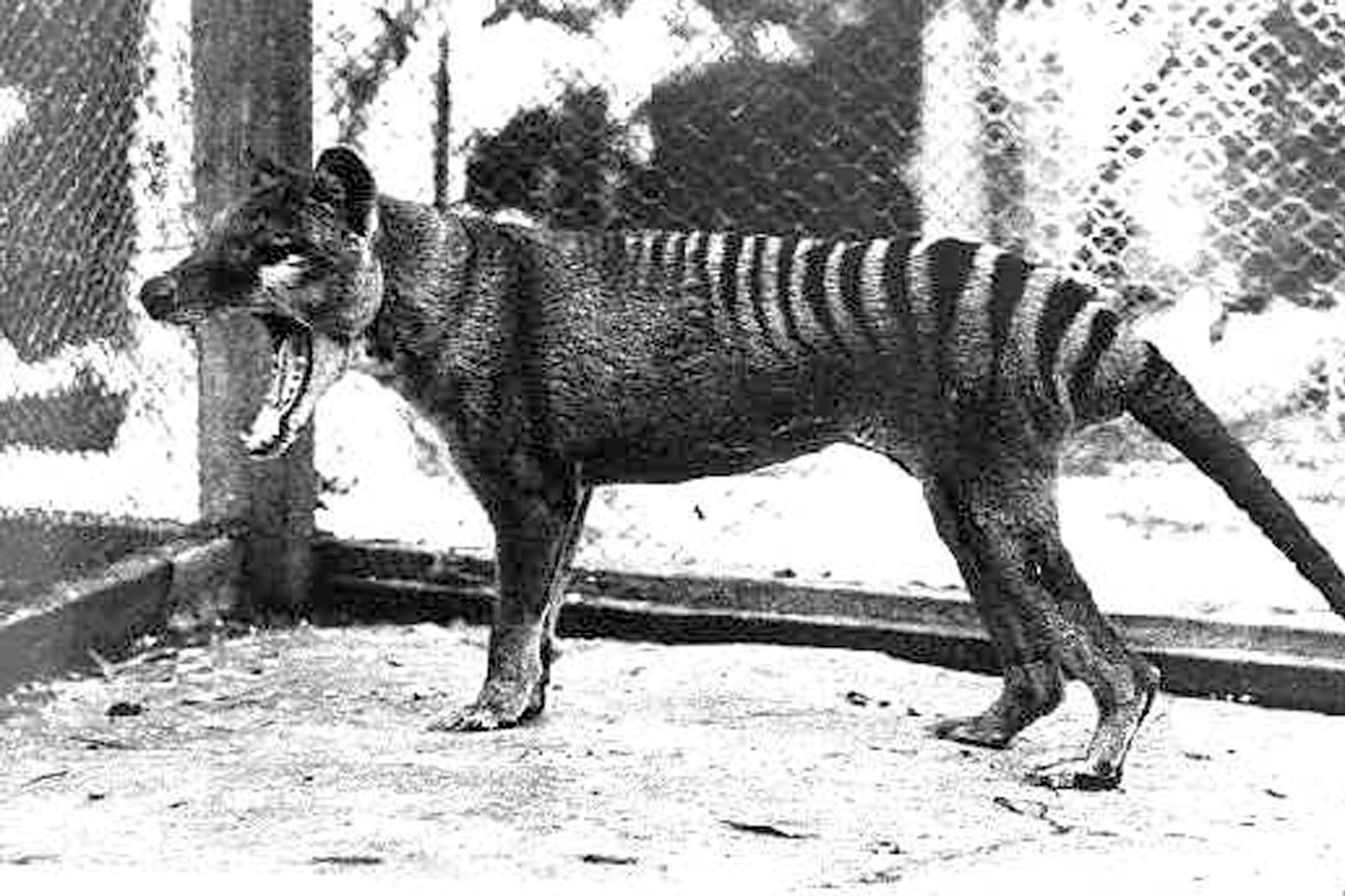 A black-and-white image of a Tasmanian tiger, a four legged animal with a face similar to a dog and strips from its mid back to its tail. Its mouth is open in a yawn or growl.