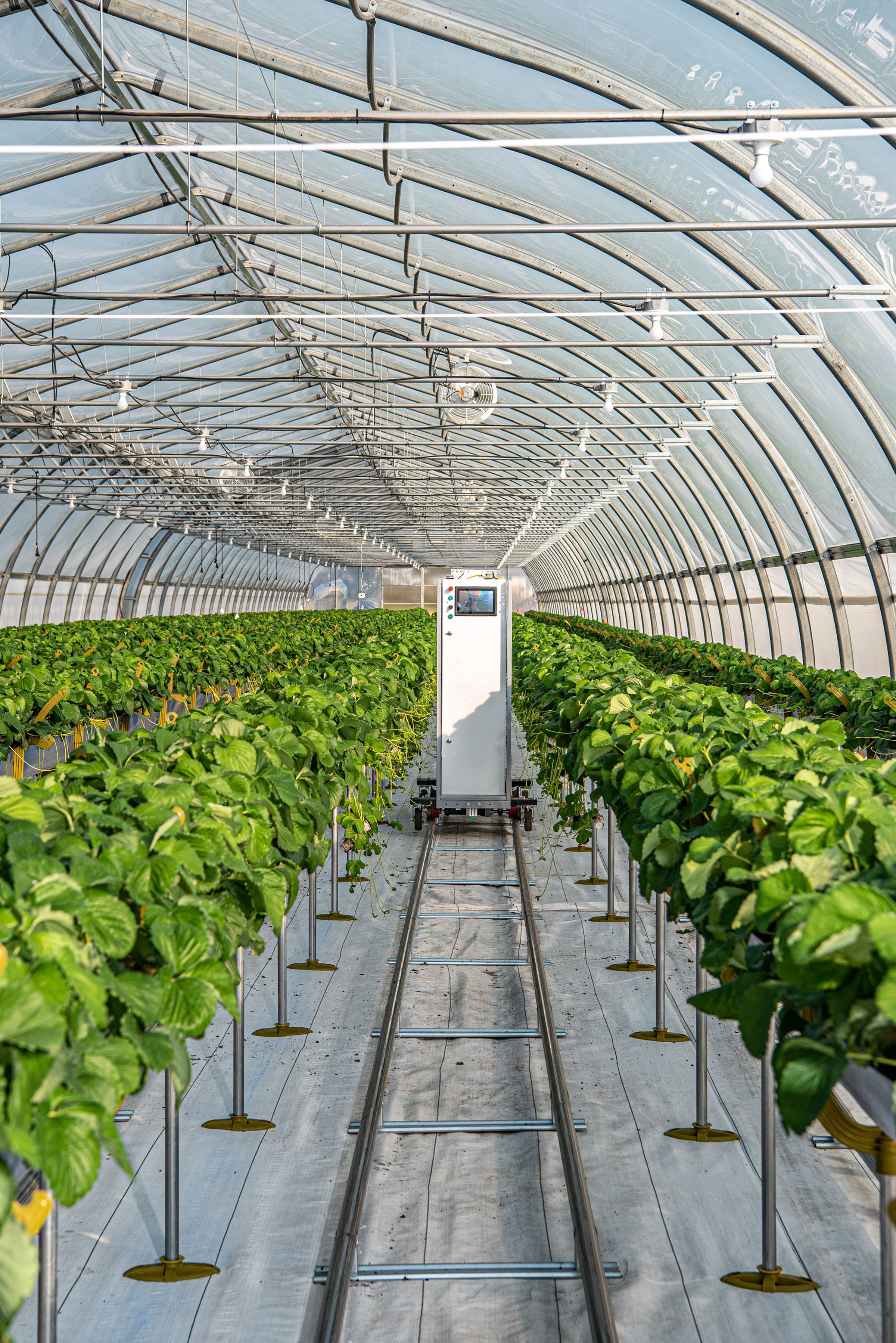 A view between rows of green plants in the bright interior of a long greenhouse during the day. in between two rows is a tall rectangular robot. with a small screen at the top.