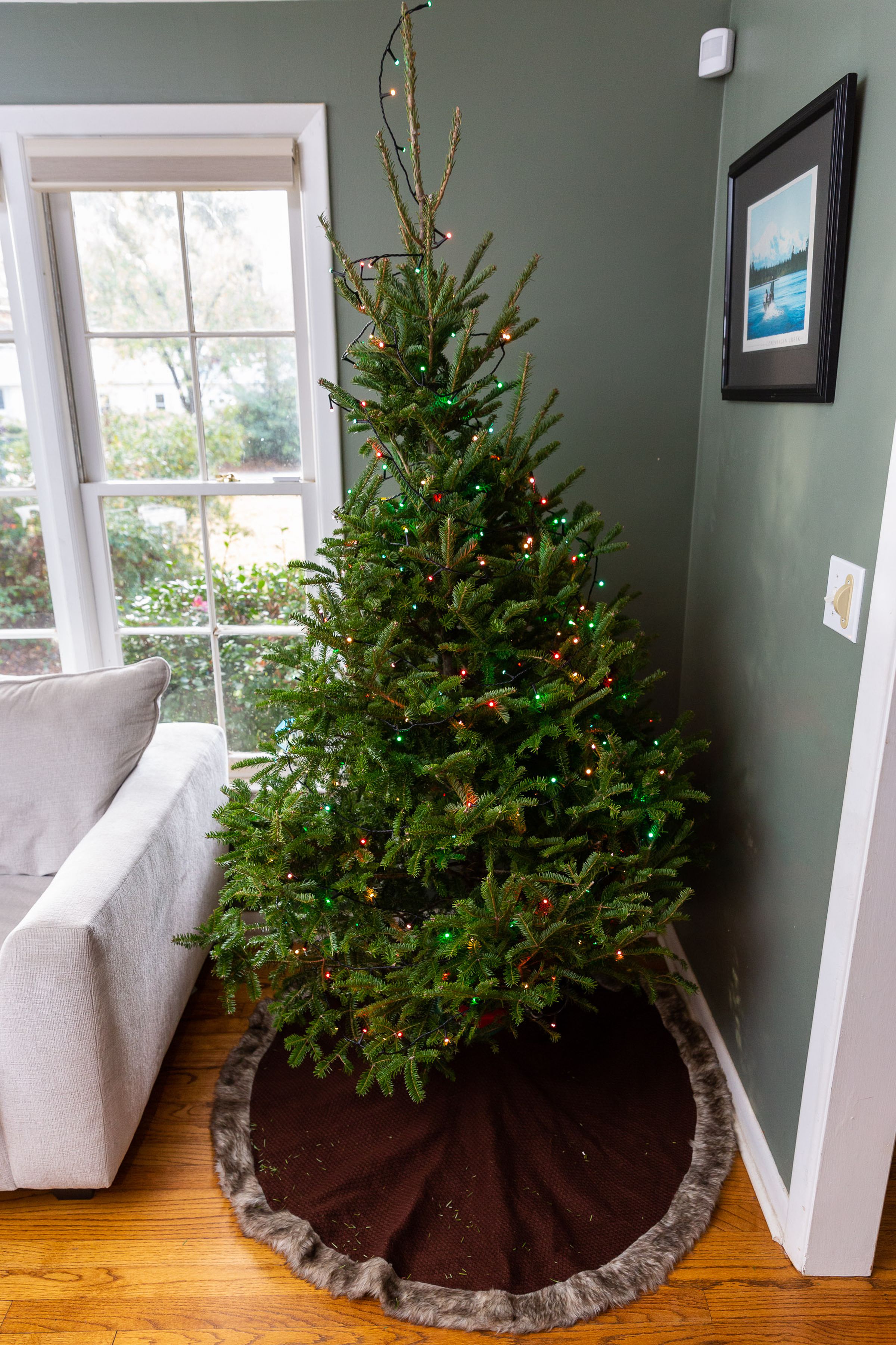 Photo of a seven-foot Christmas tree in daylight. Spots of light from string lights are visible in its branches.
