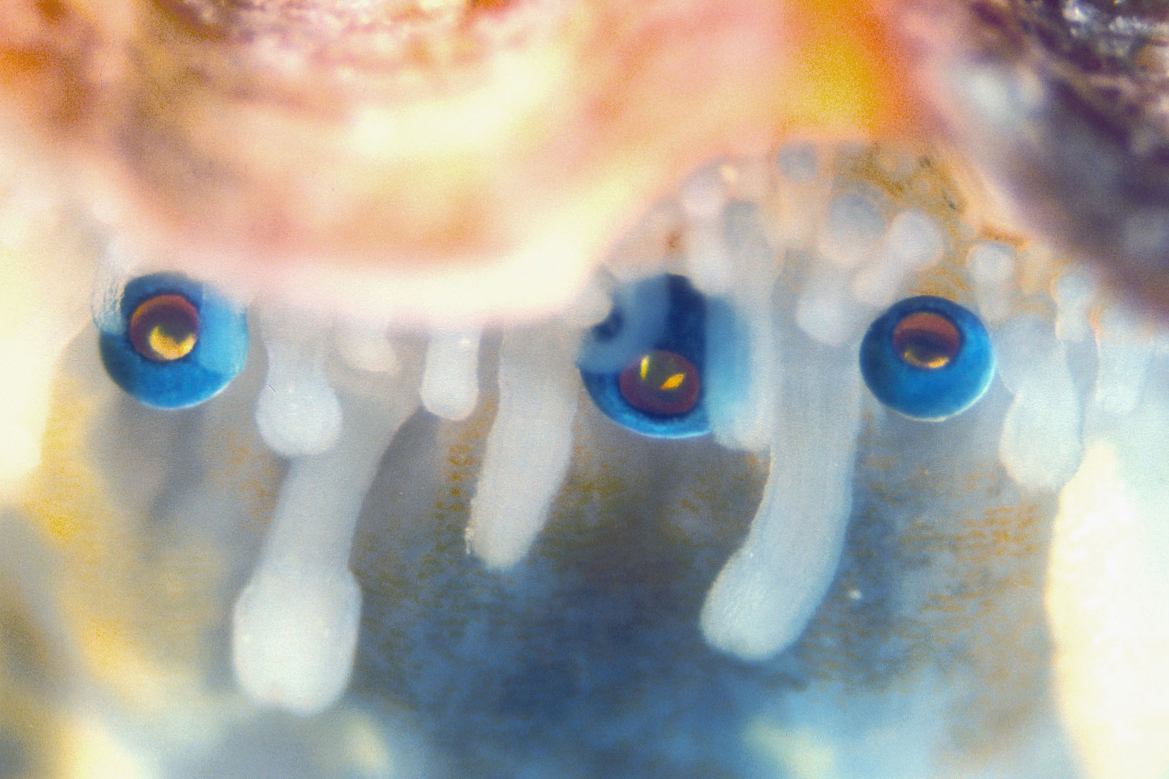 Three eyes of the king scallop.