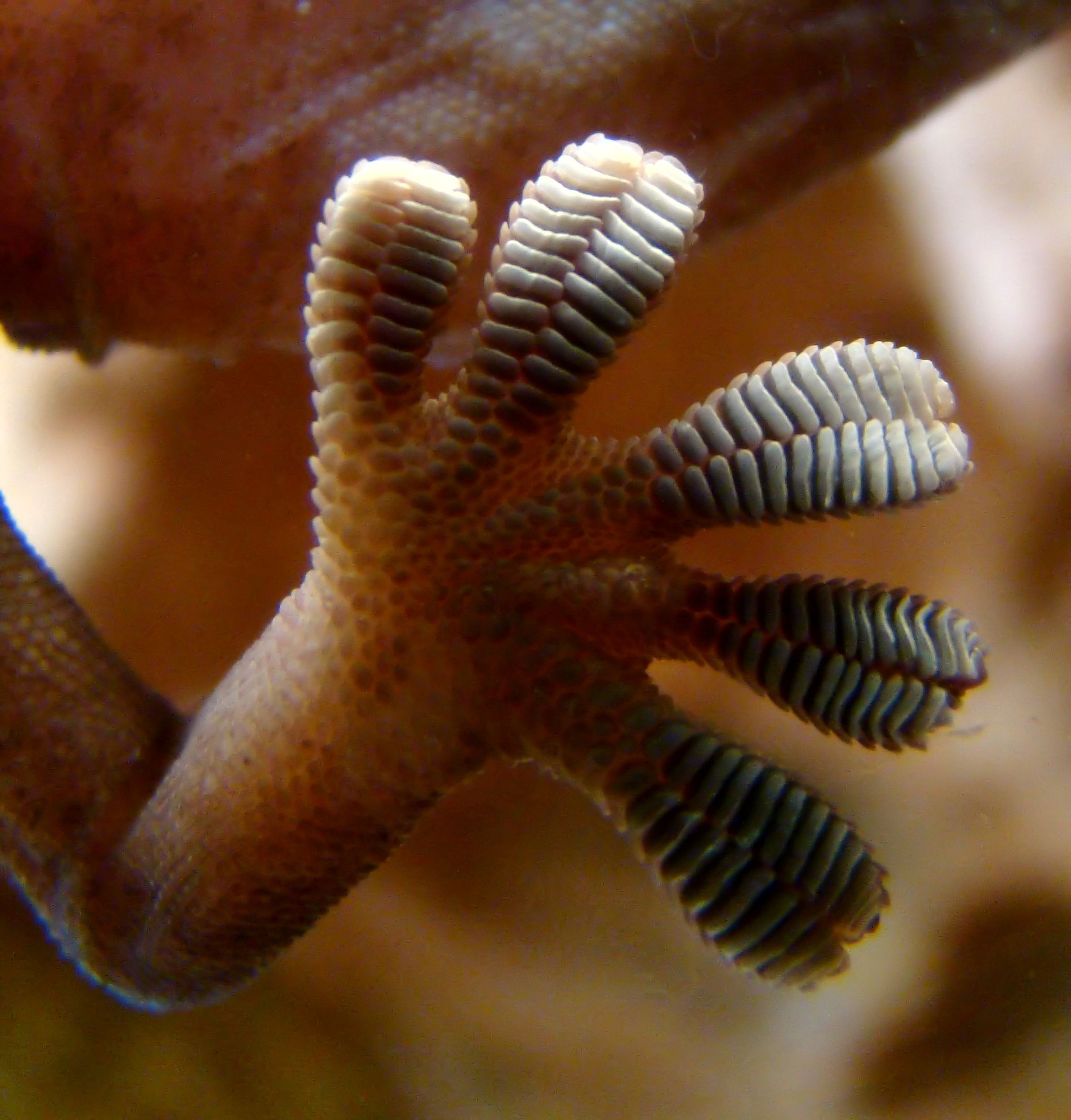 The structure of a gecko’s foot, which contains thousands of microscope hairs that create van der Waals forces.
